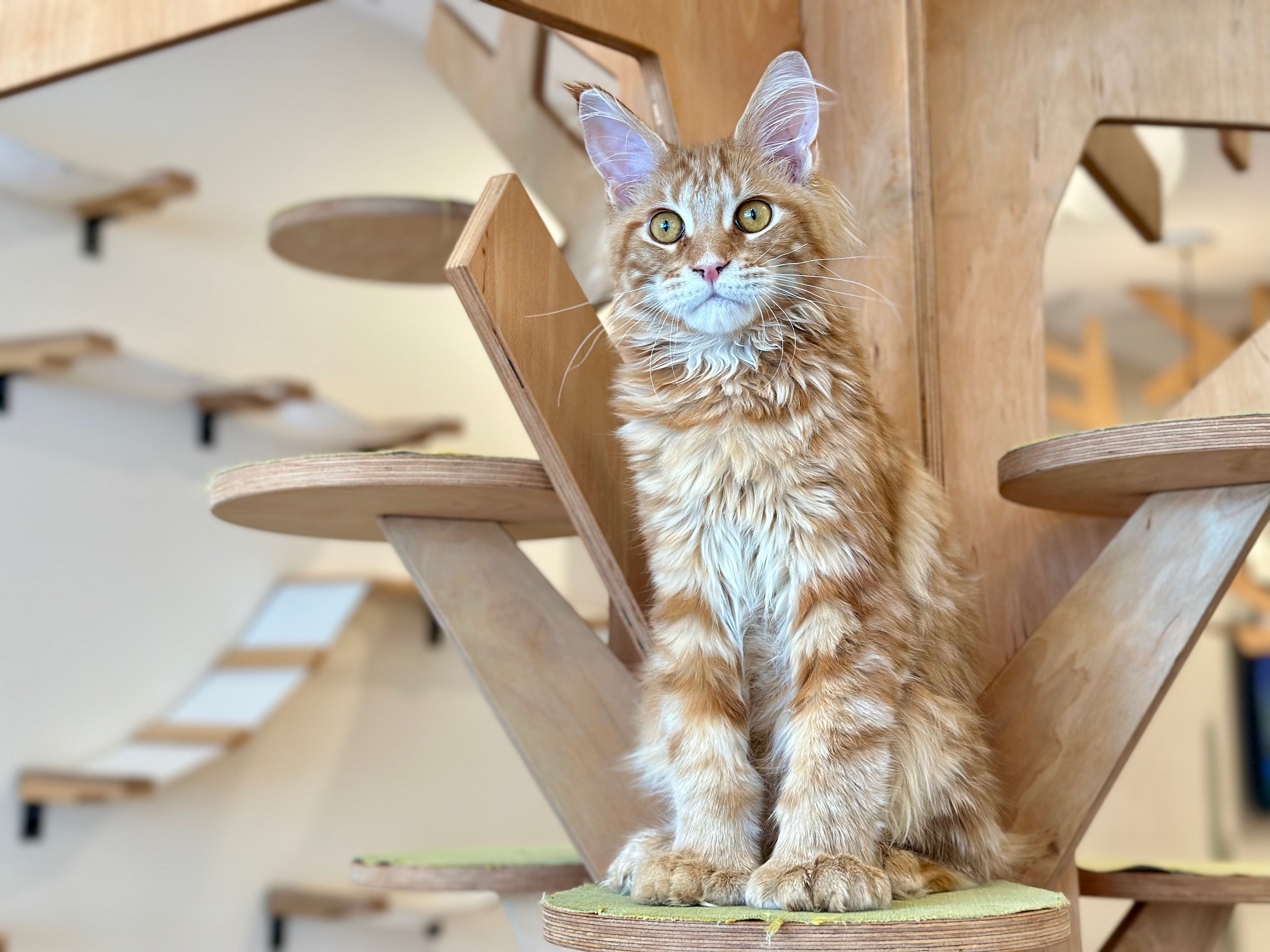 Mars Maine Coon polydactyl male, red tabby