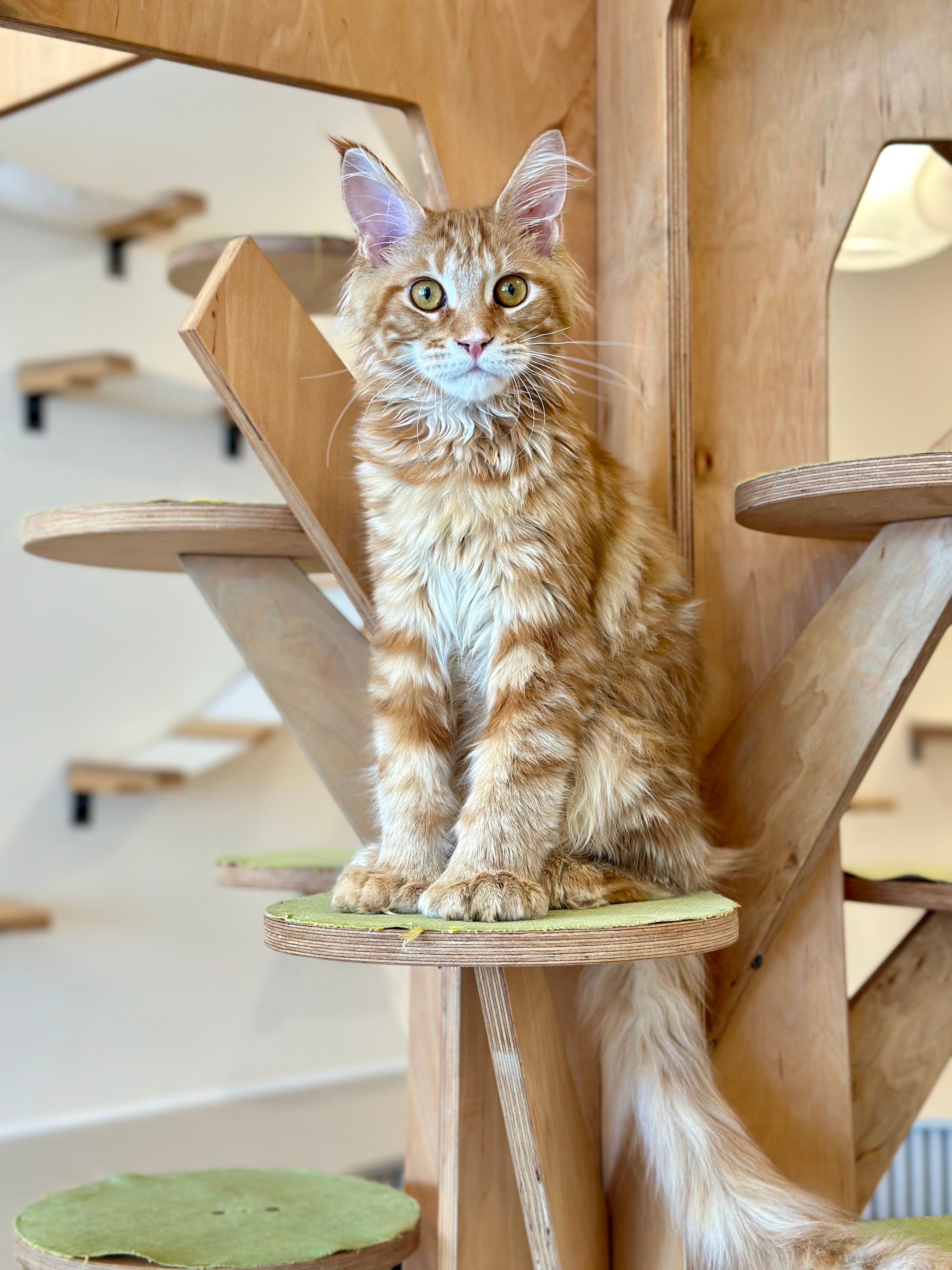Mars Maine Coon polydactyl male, red tabby