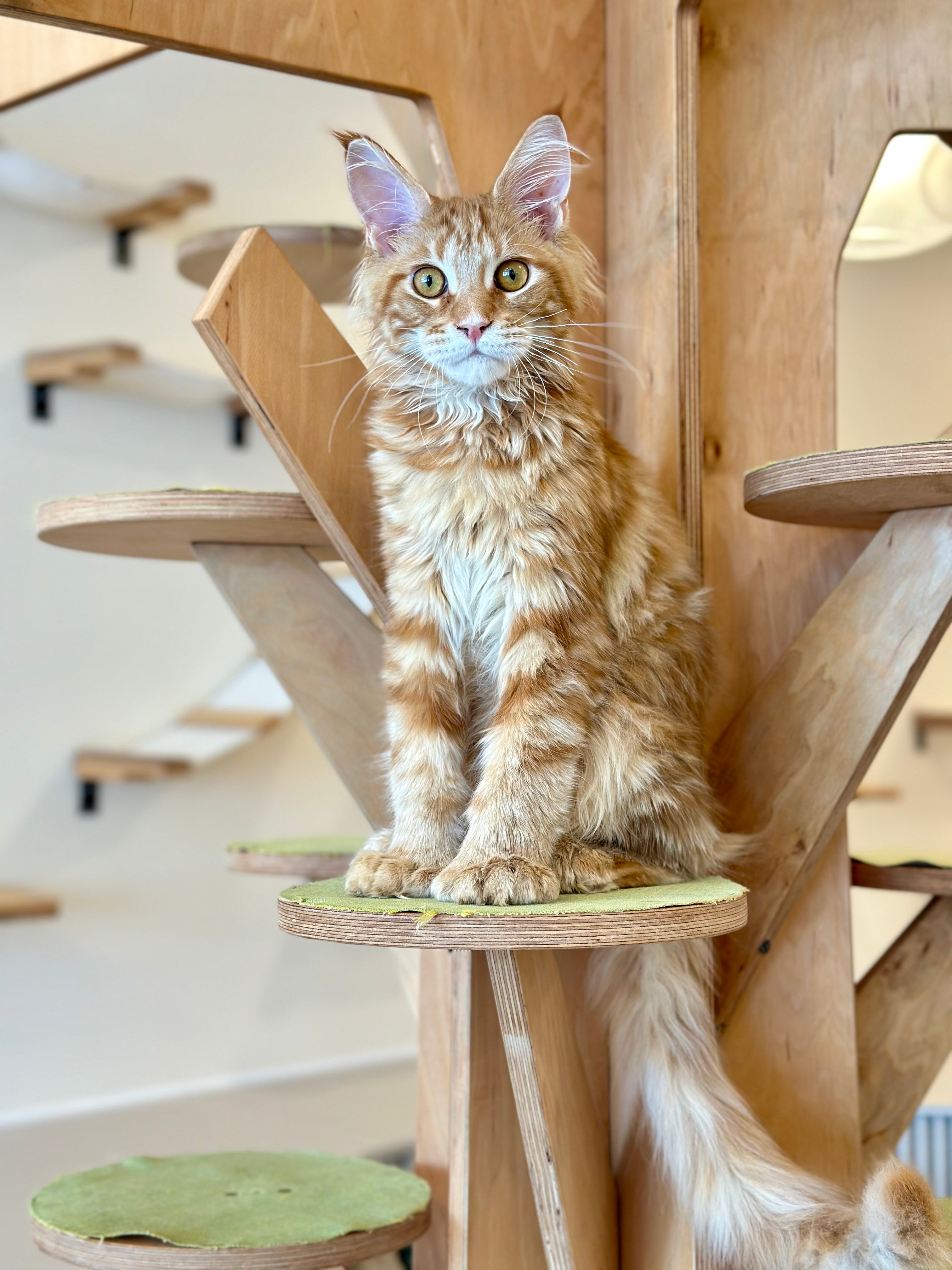 Mars Maine Coon polydactyl male, red tabby