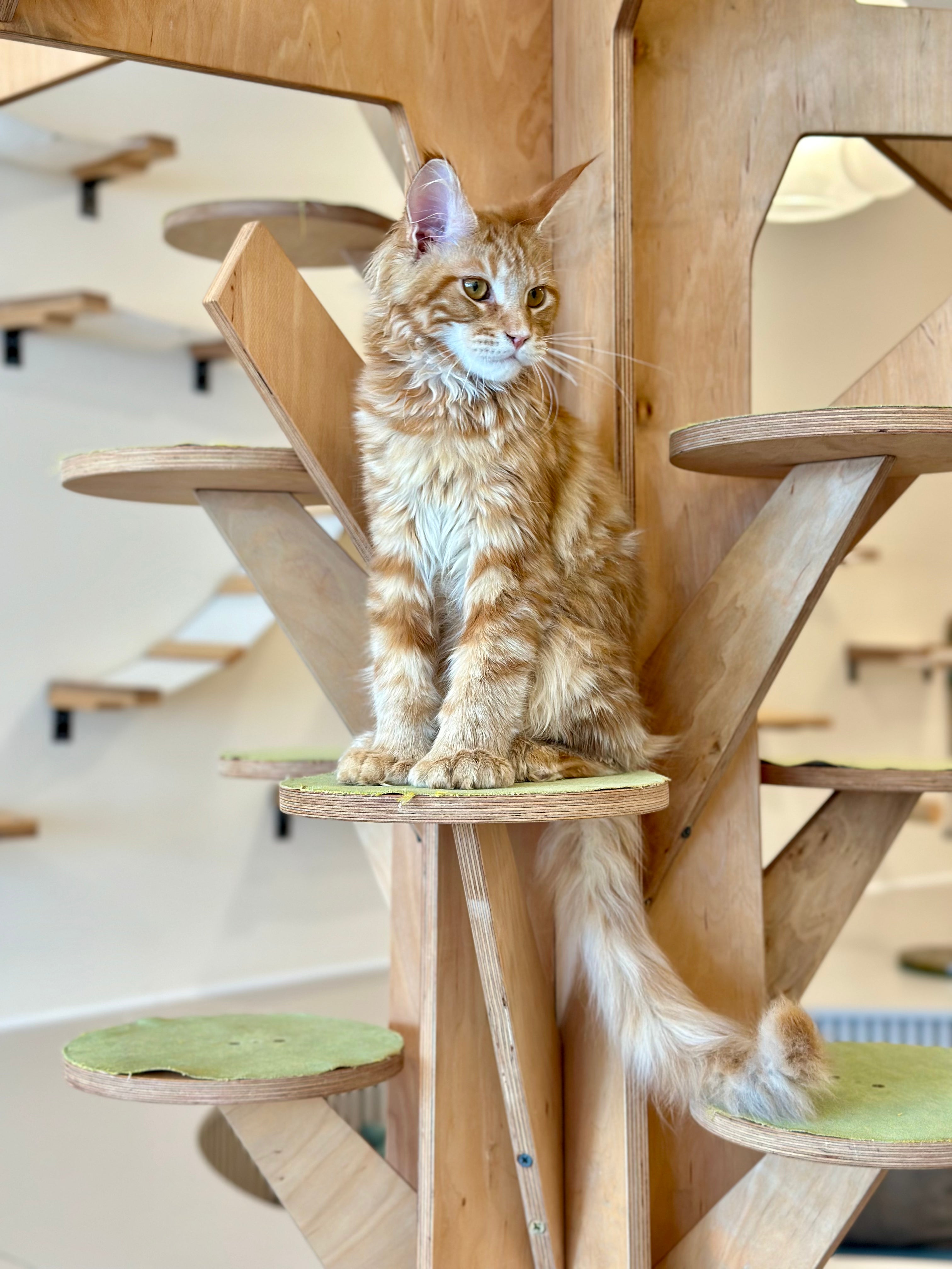Mars Maine Coon polydactyl male, red tabby