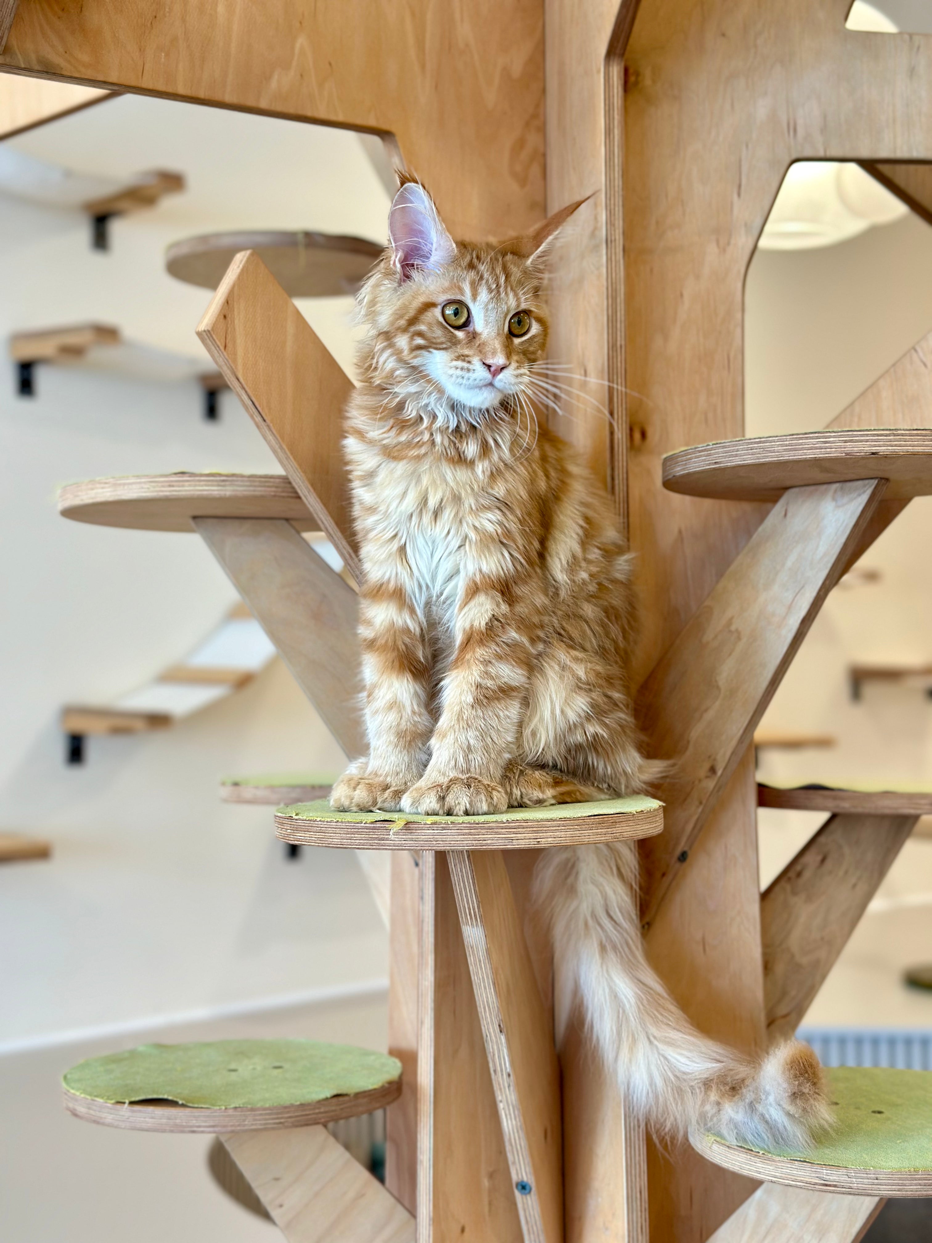Mars Maine Coon polydactyl male, red tabby