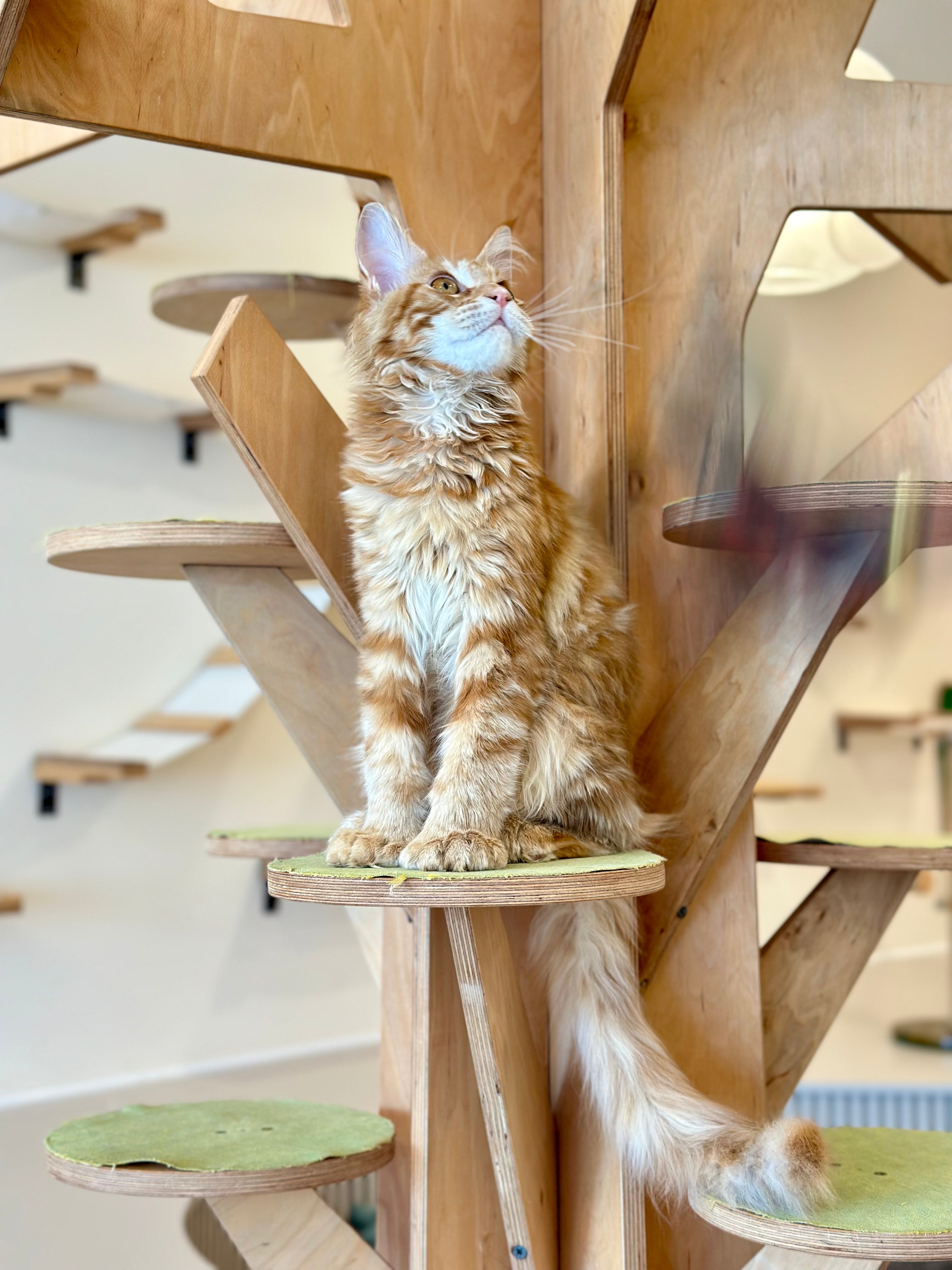 Mars Maine Coon polydactyl male, red tabby