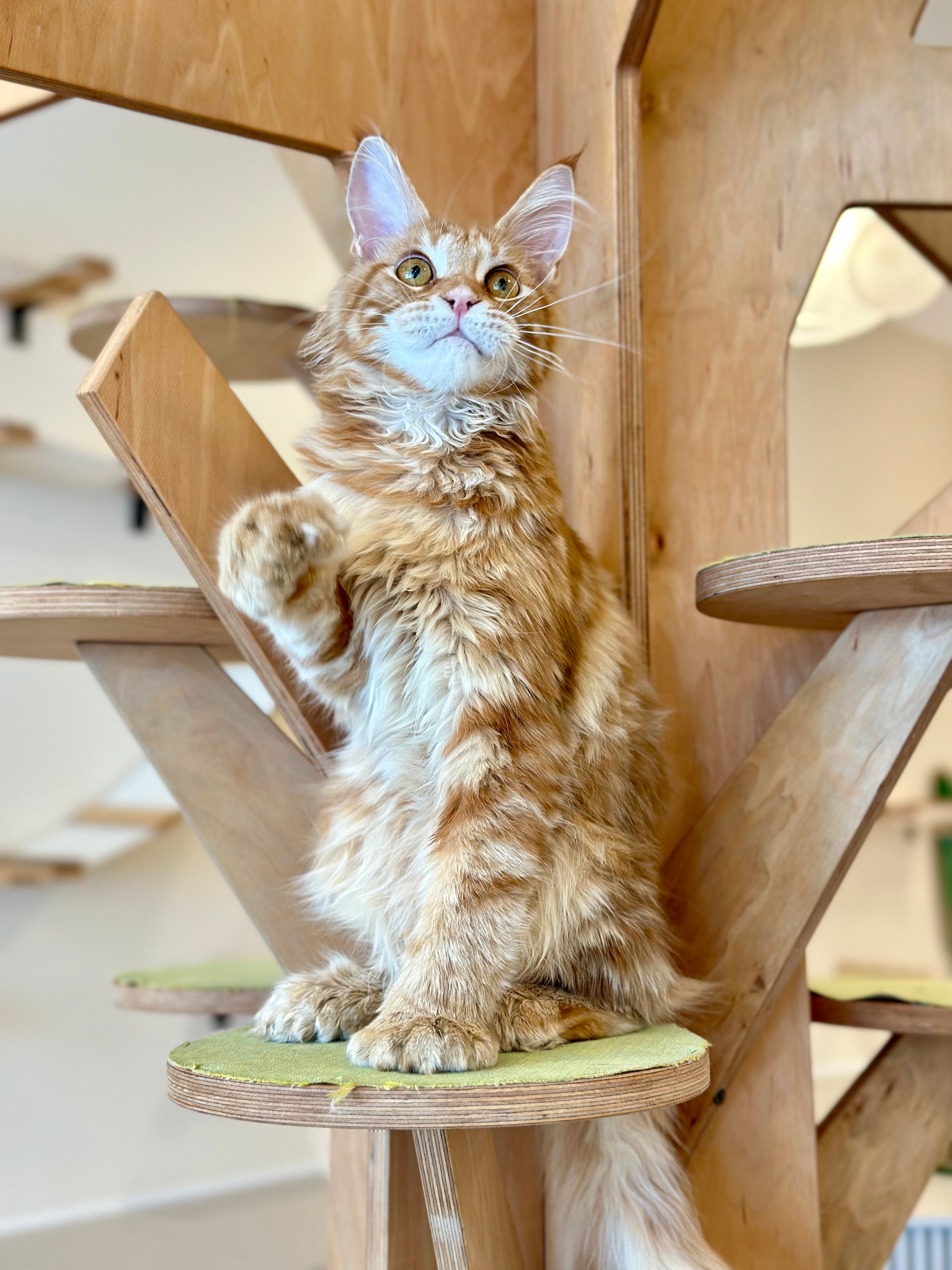 Mars Maine Coon polydactyl male, red tabby