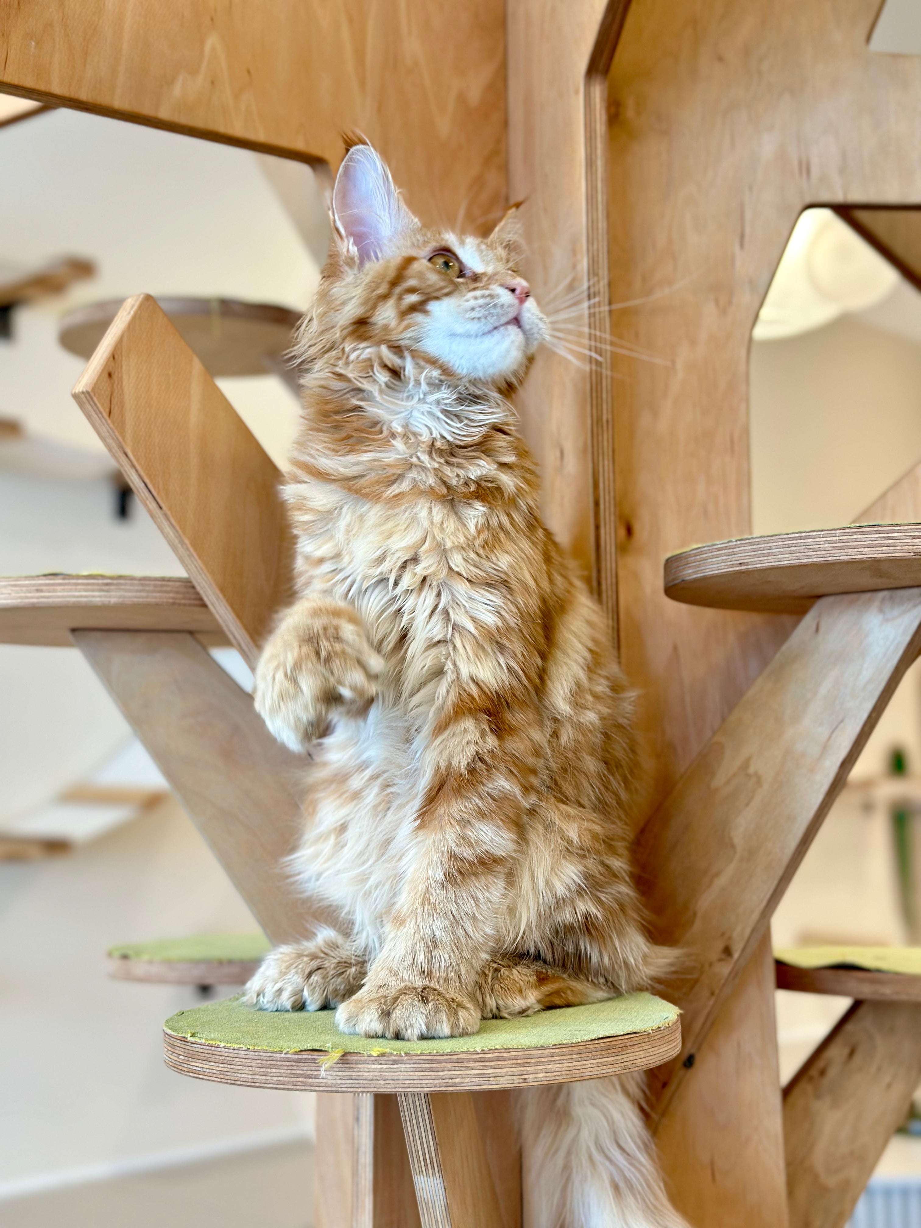 Mars Maine Coon polydactyl male, red tabby