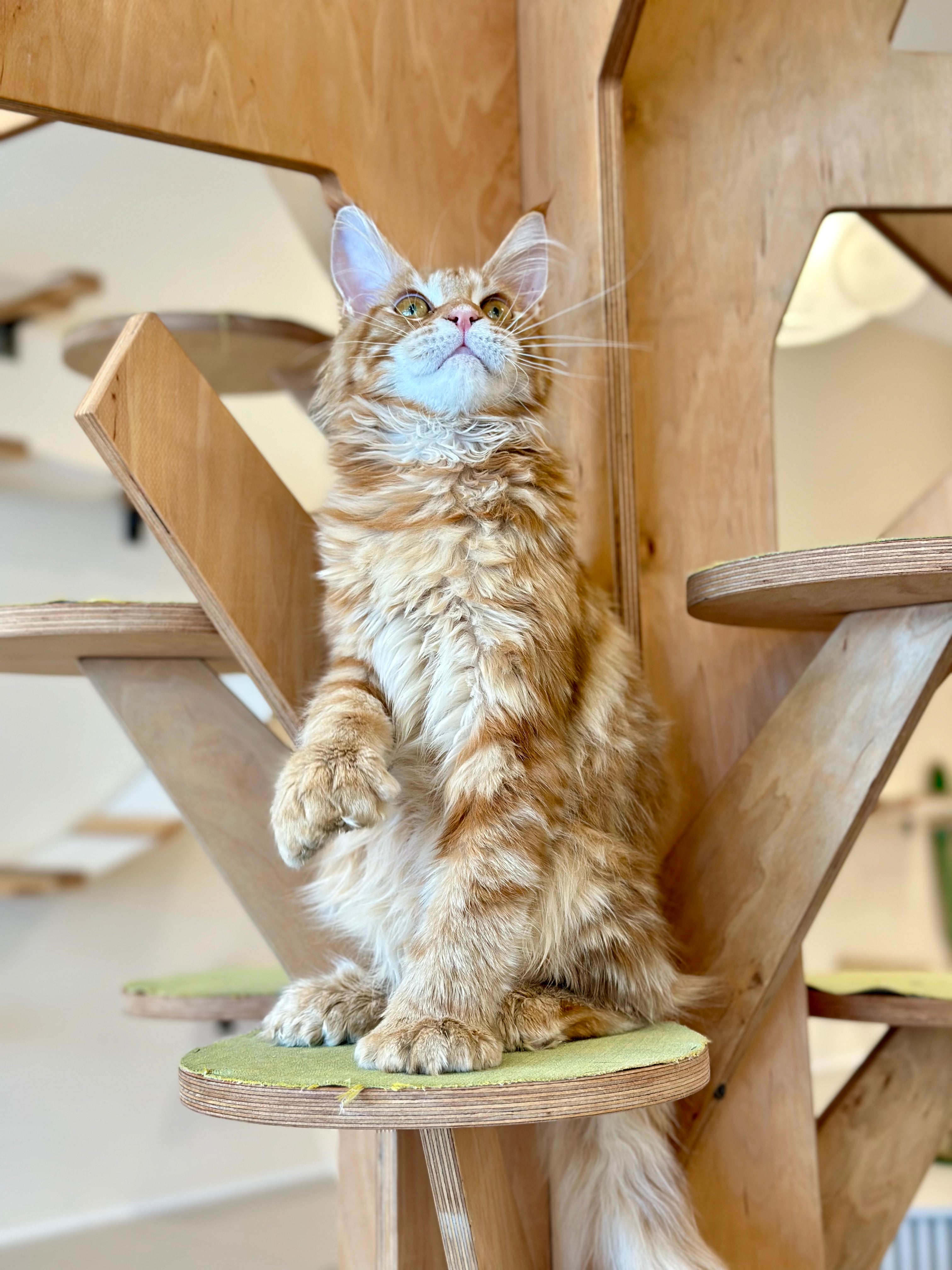 Mars Maine Coon polydactyl male, red tabby