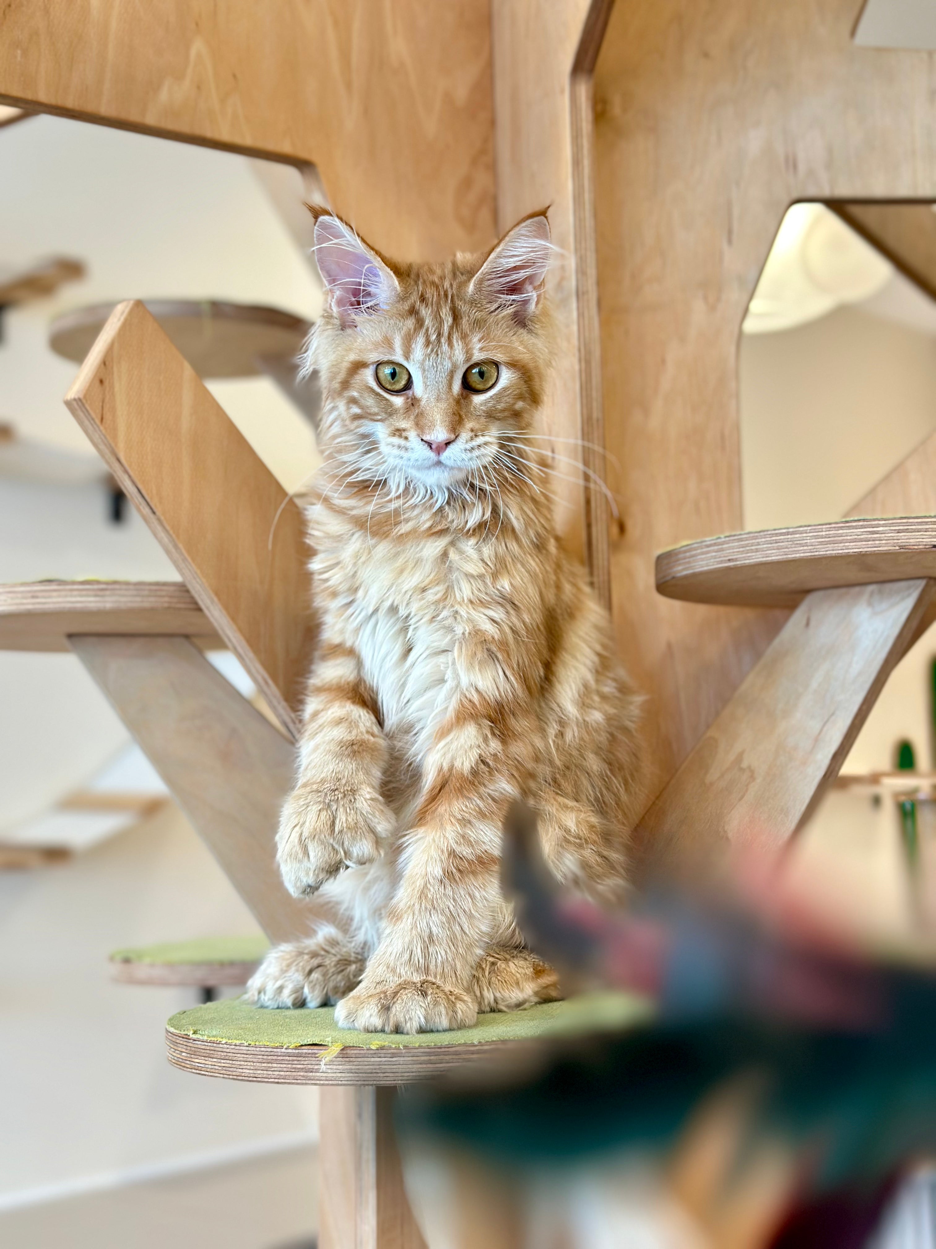 Mars Maine Coon polydactyl male, red tabby