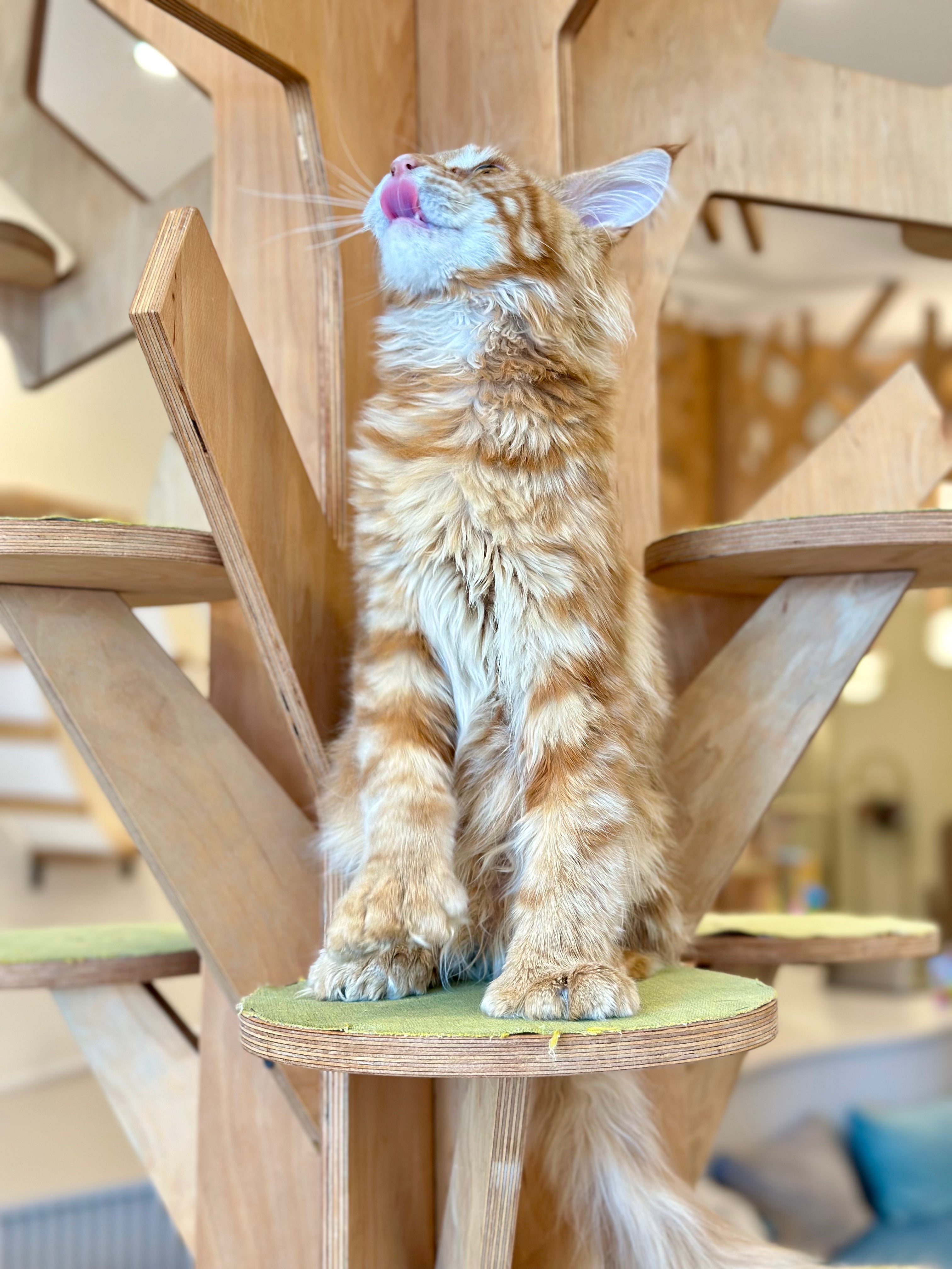 Mars Maine Coon polydactyl male, red tabby