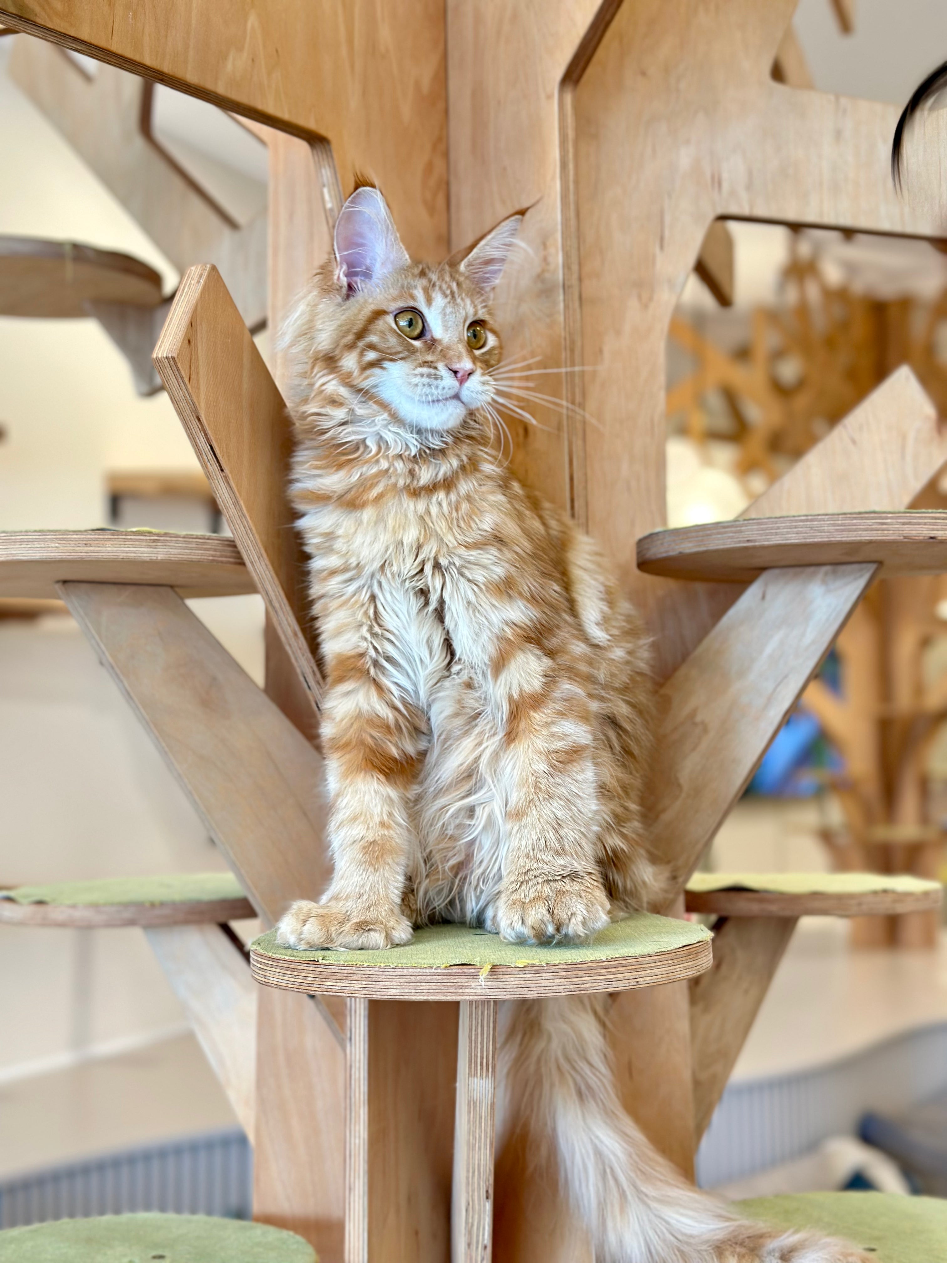 Mars Maine Coon polydactyl male, red tabby