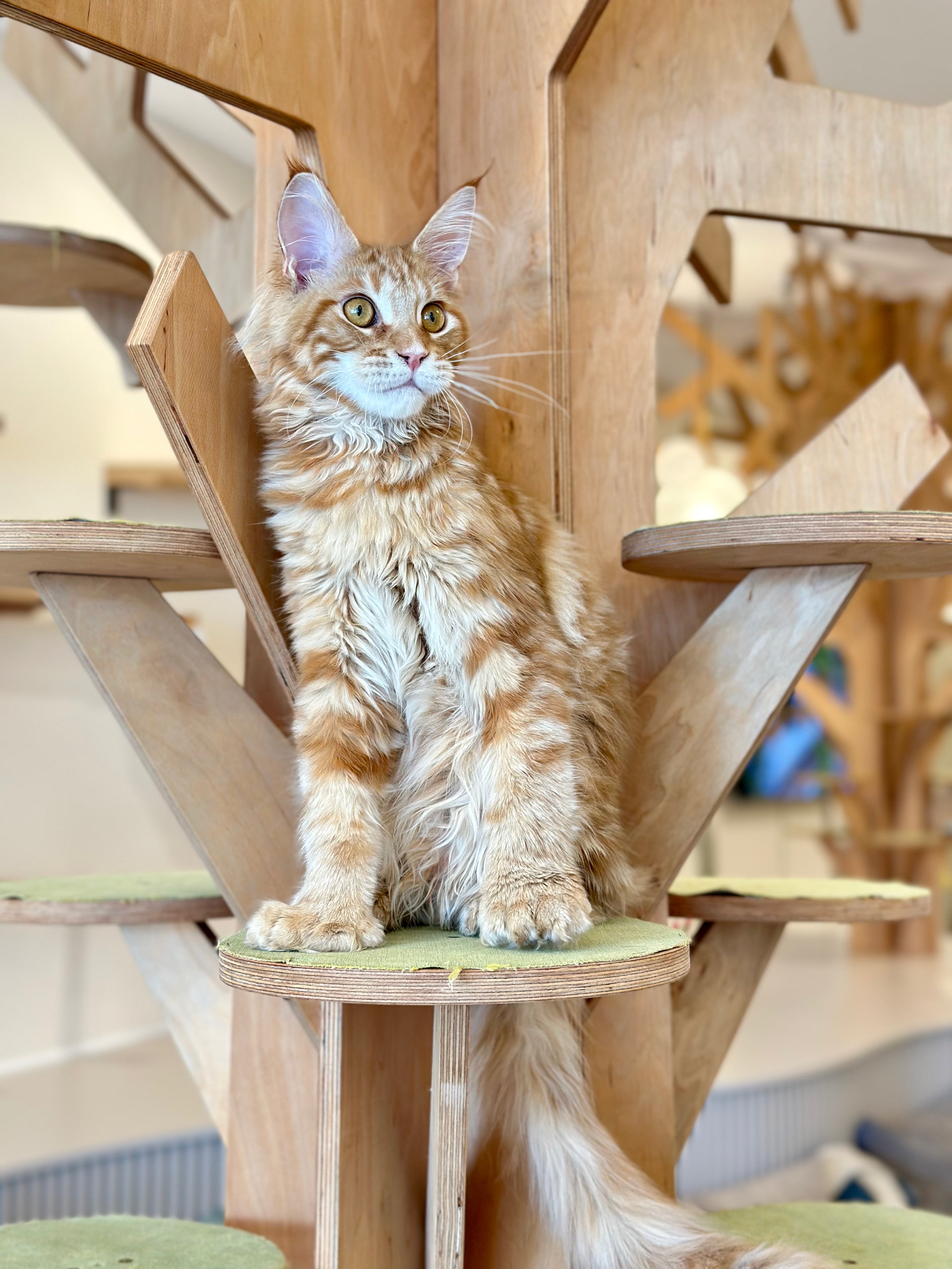 Mars Maine Coon polydactyl male, red tabby