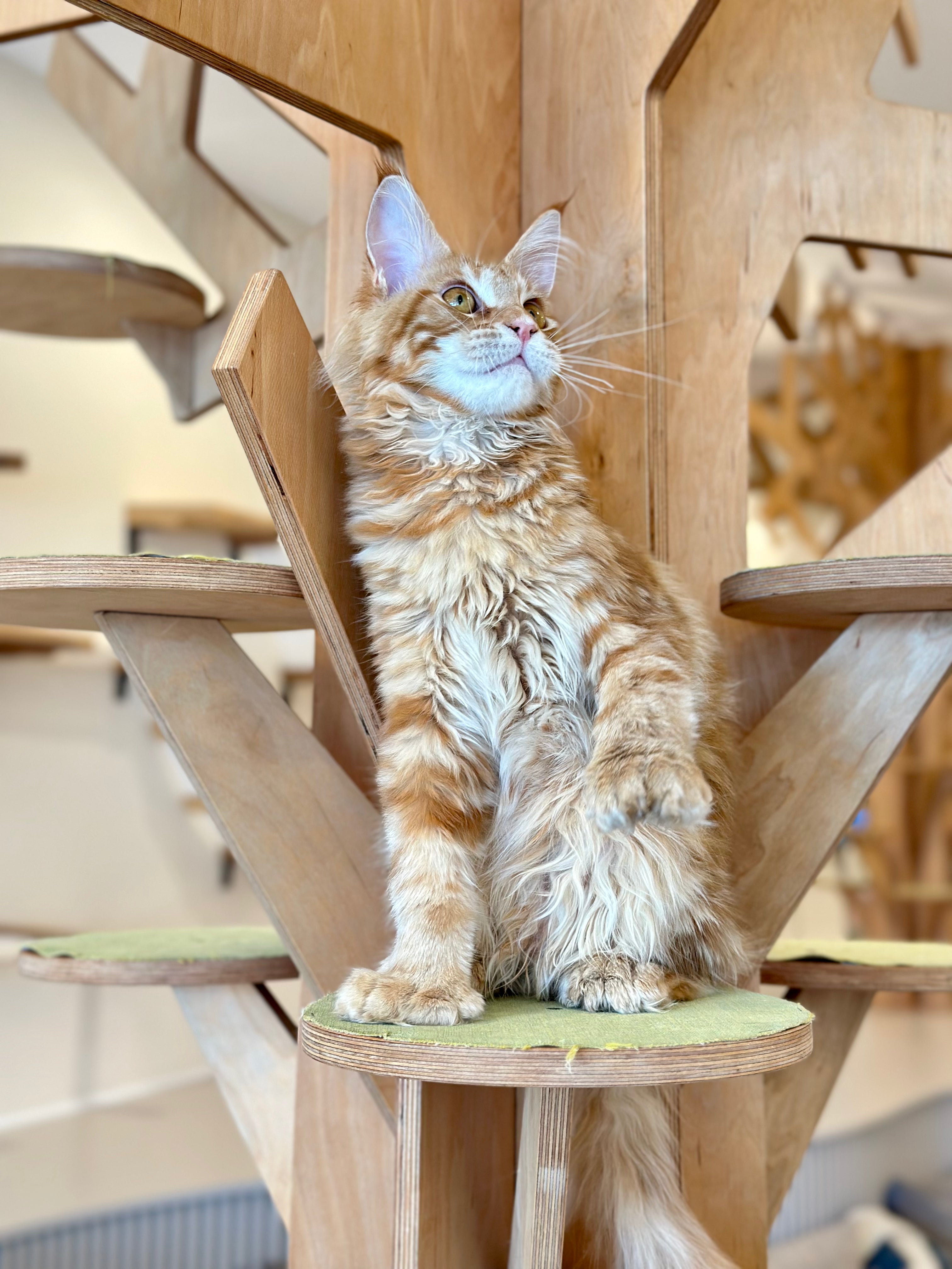 Mars Maine Coon polydactyl male, red tabby