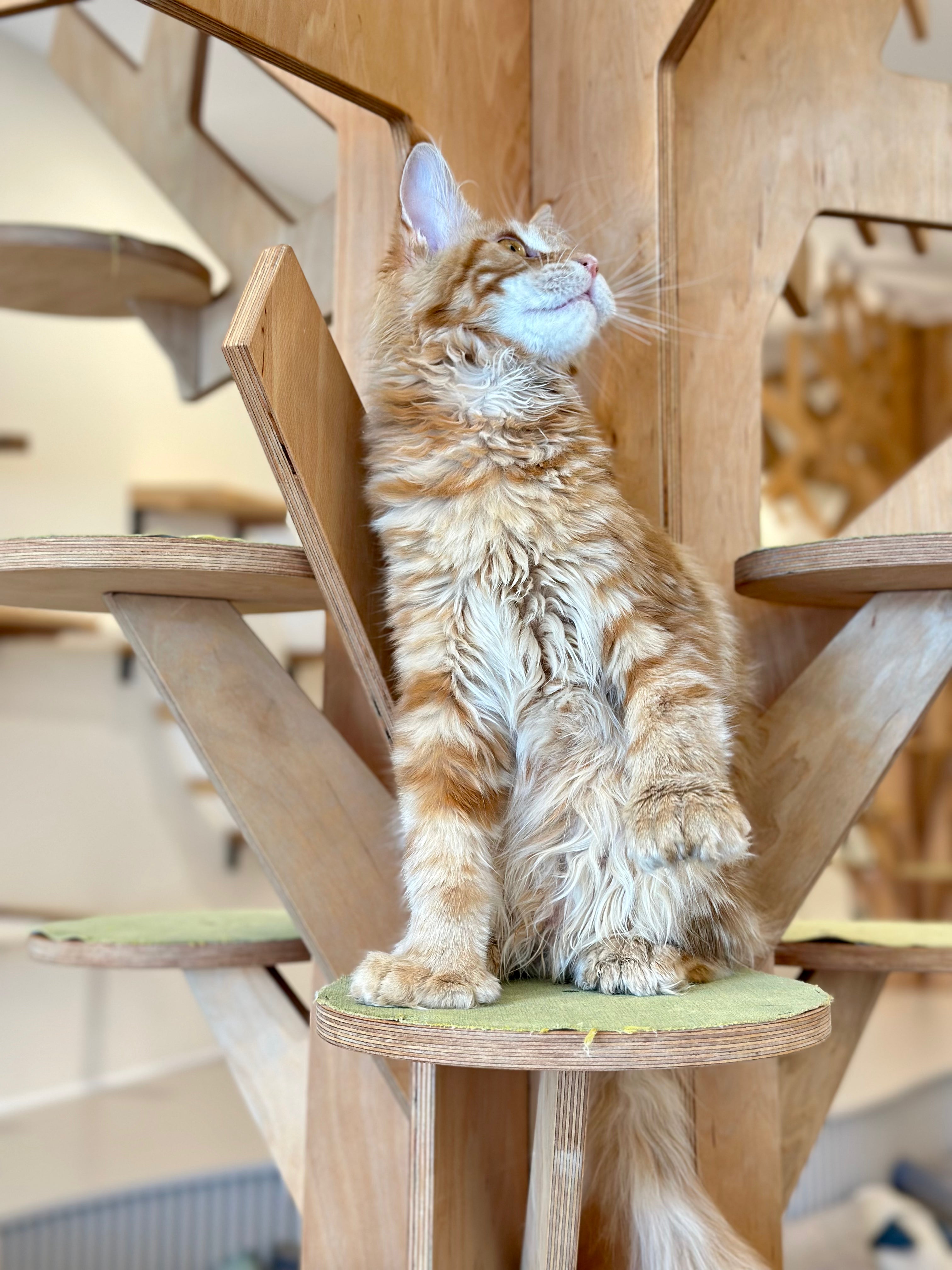 Mars Maine Coon polydactyl male, red tabby