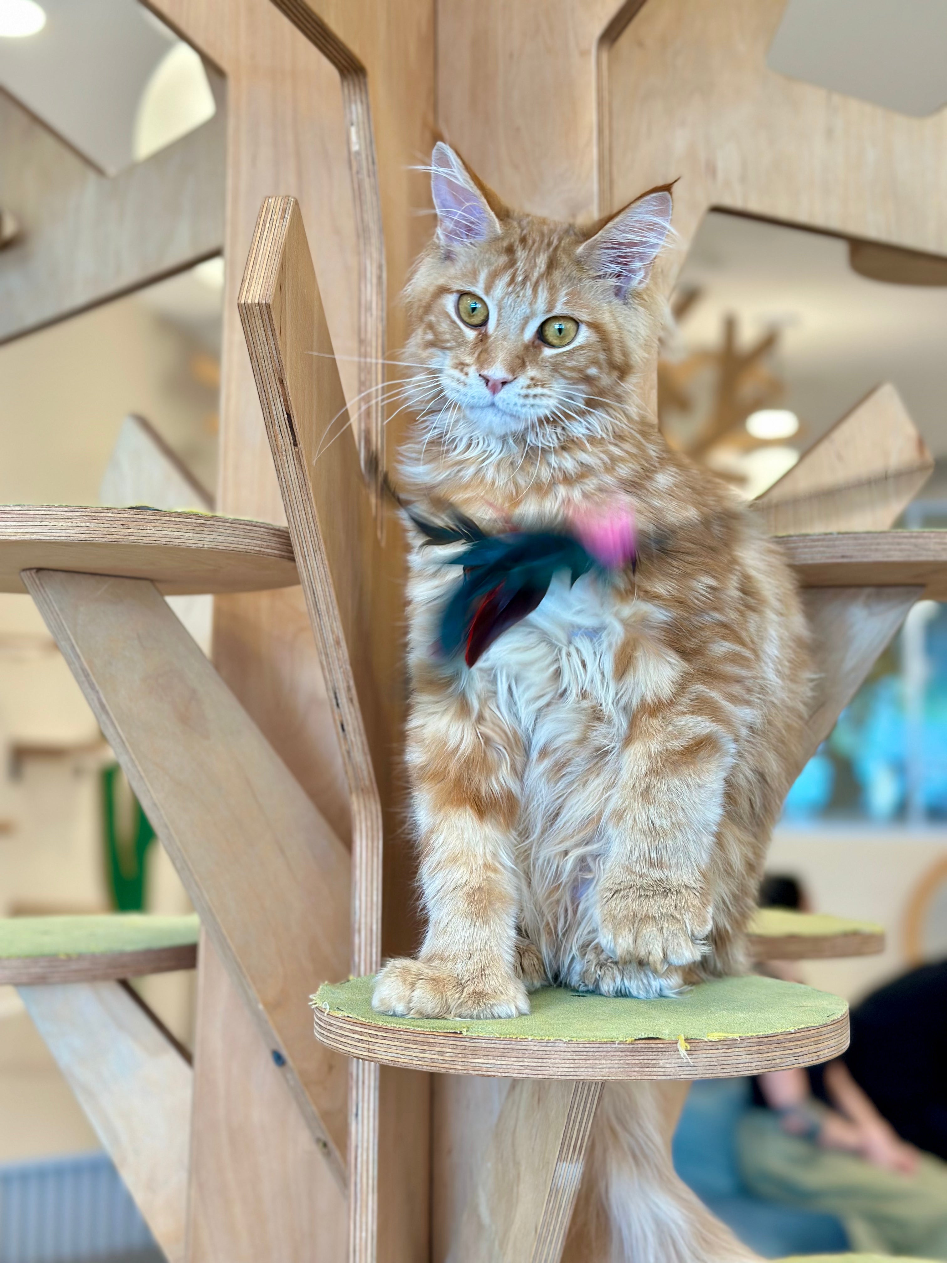 Mars Maine Coon polydactyl male, red tabby