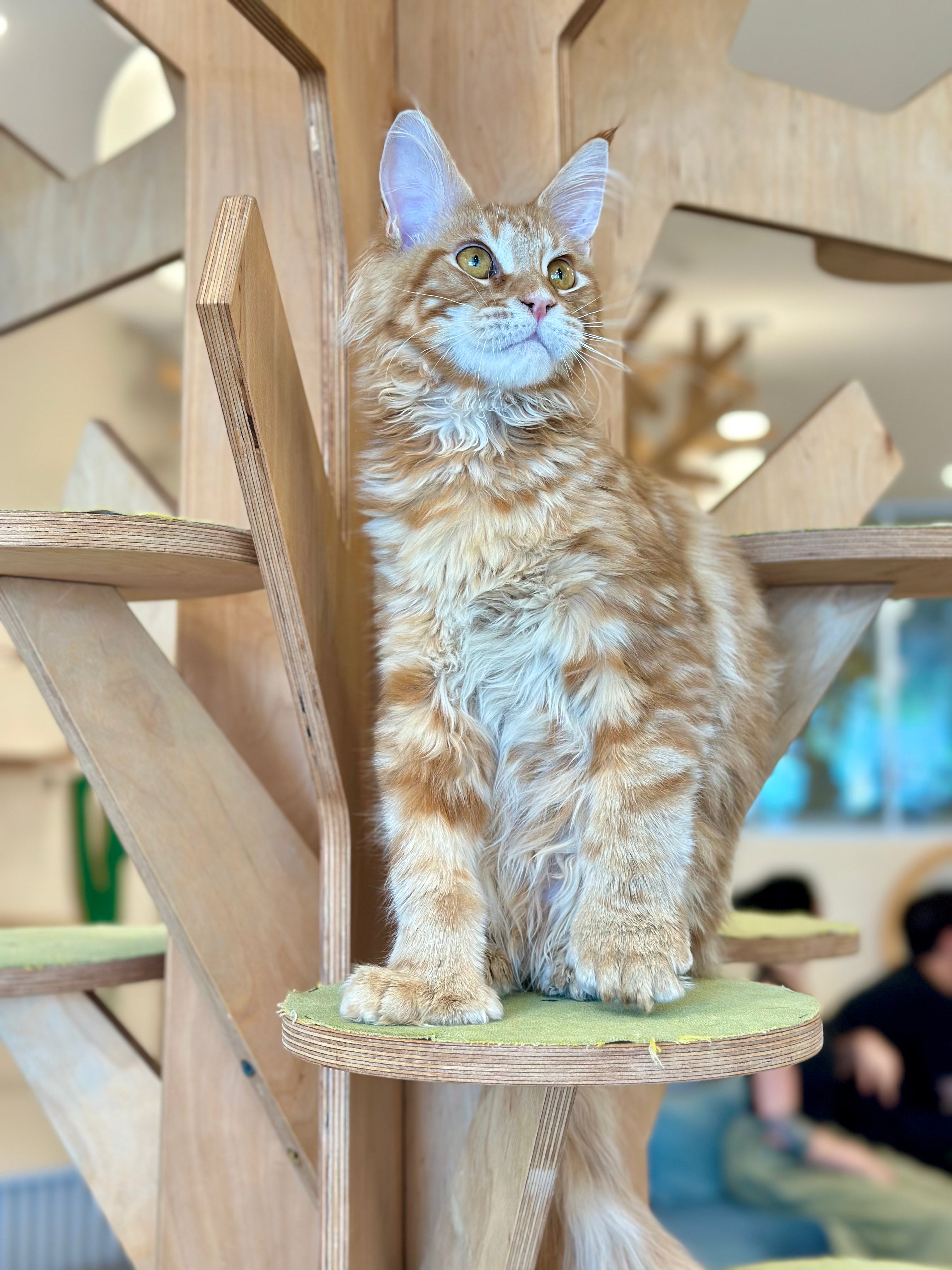 Mars Maine Coon polydactyl male, red tabby