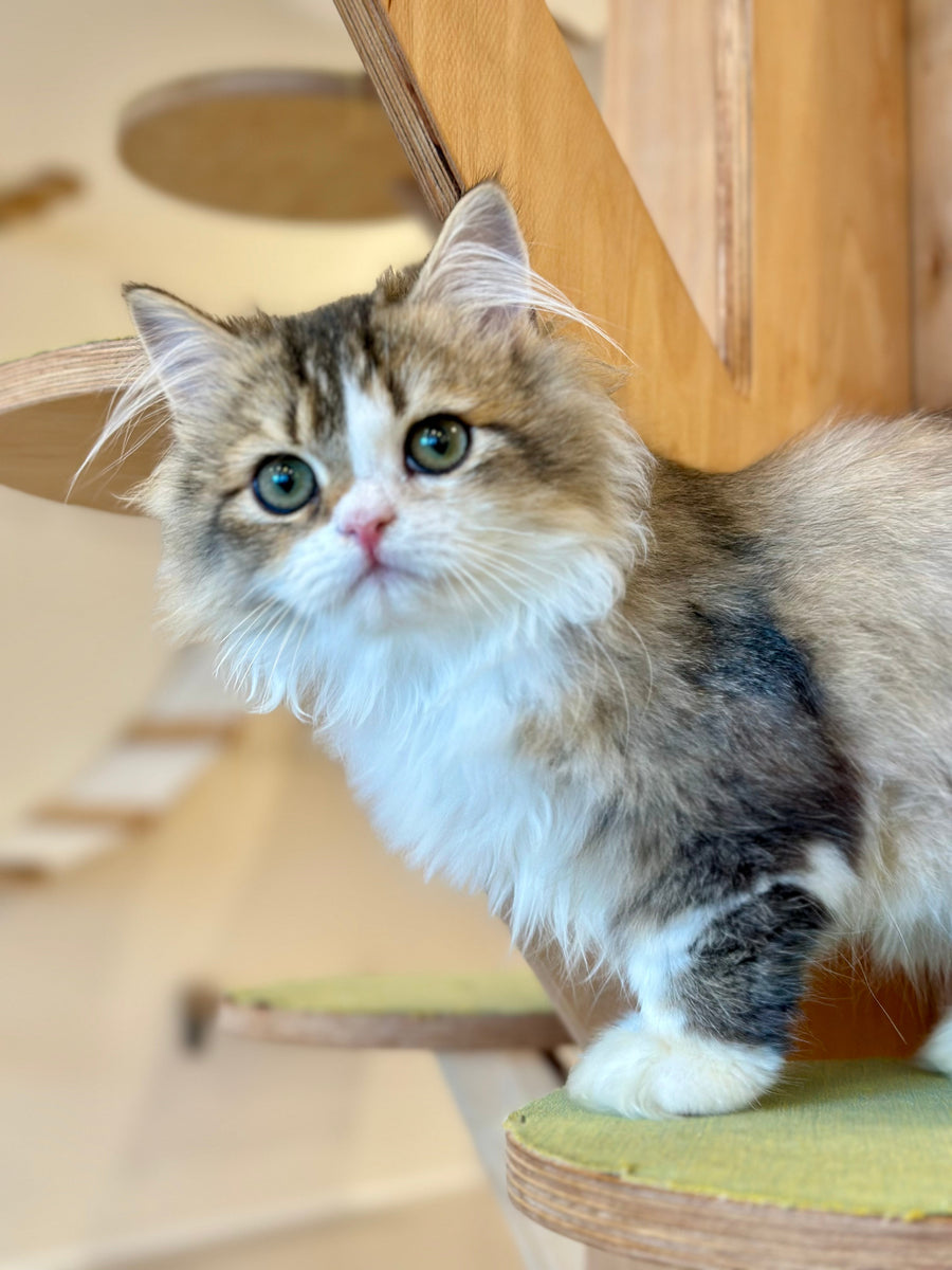 Roki Scottish Straight male black ticked tabby bicolour - live animals