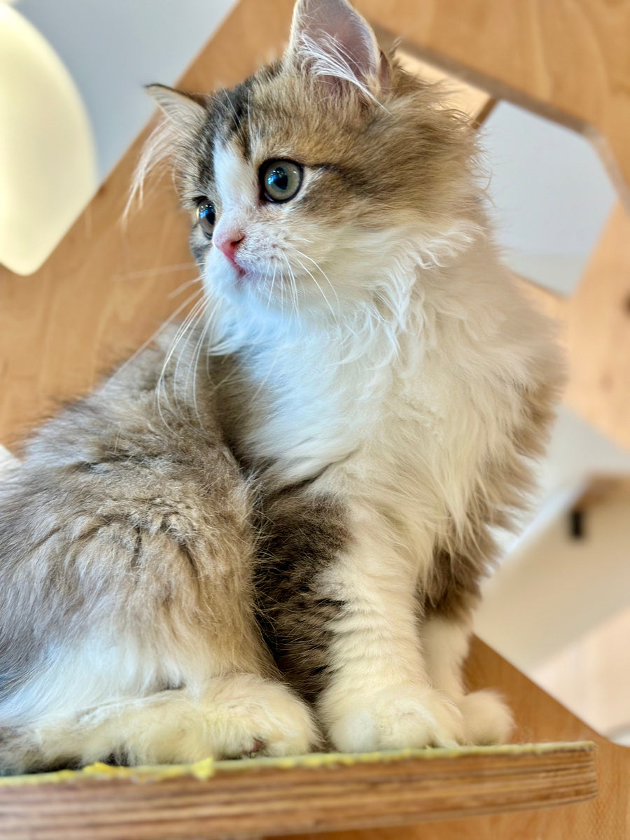 Roki Scottish Straight male black ticked tabby bicolour - live animals