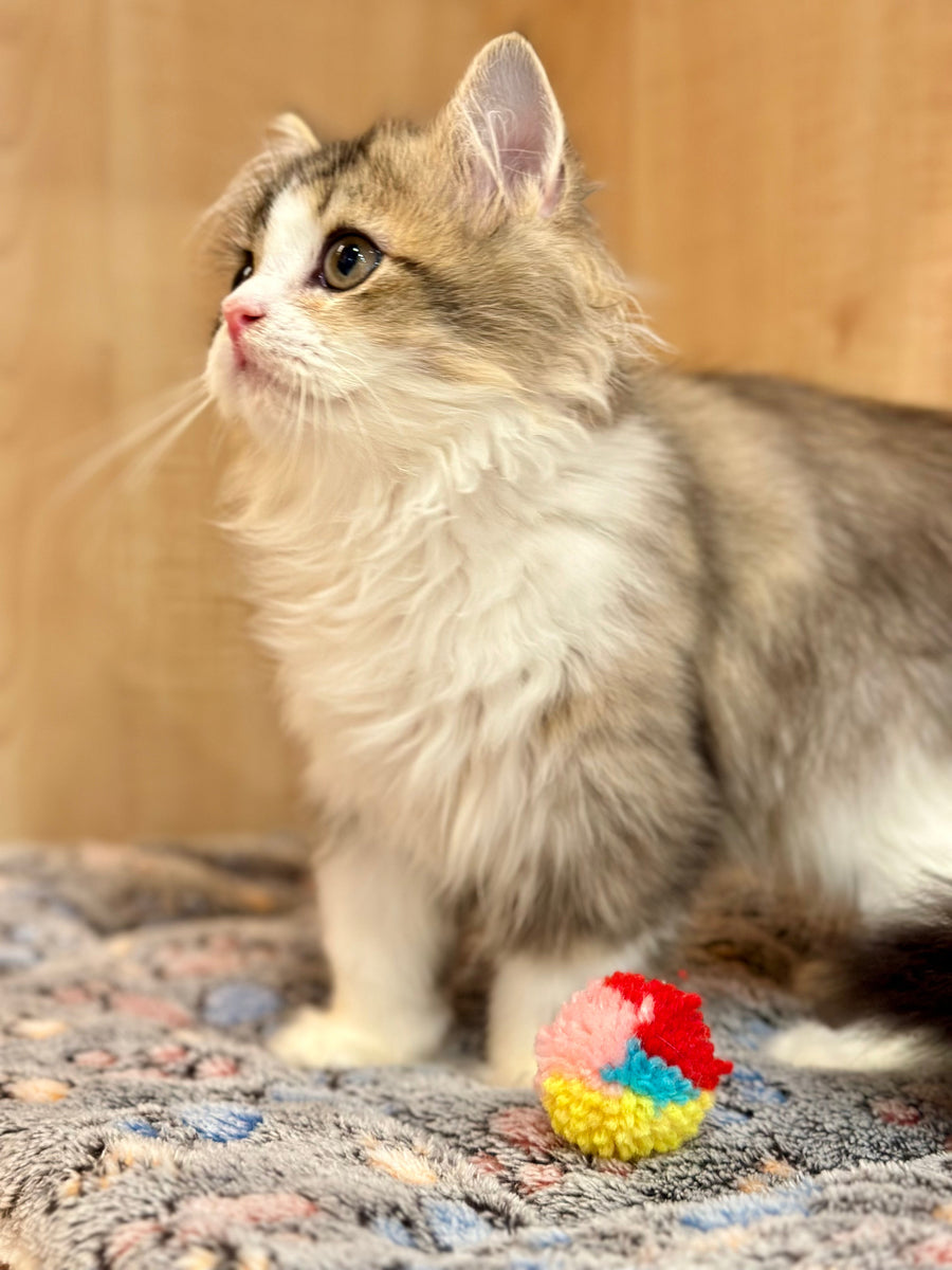 Roki Scottish Straight male black ticked tabby bicolour - live animals