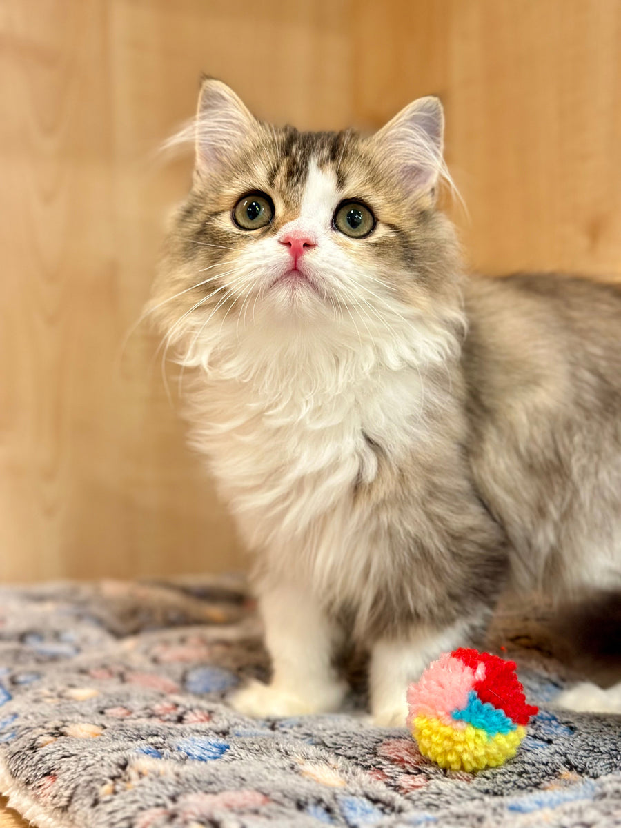 Roki Scottish Straight male black ticked tabby bicolour - live animals