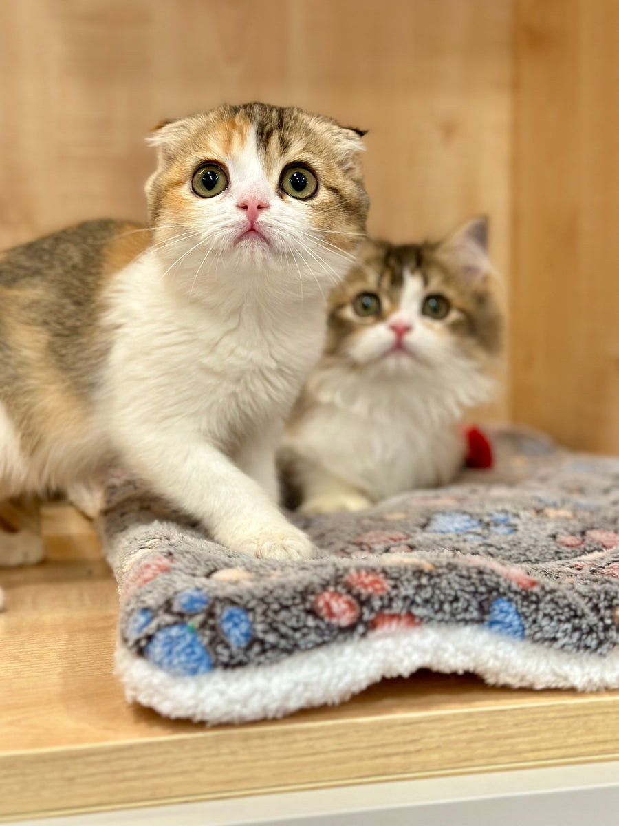 Regina Scottish Fold female black tortie ticked tabby bicolour - live animals