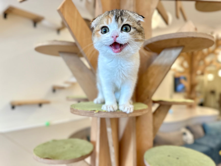 Regina Scottish Fold female black tortie ticked tabby bicolour - live animals