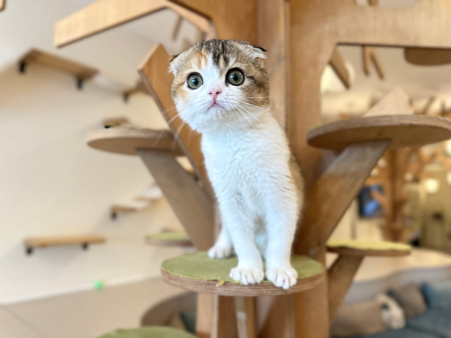 Regina Scottish Fold female black tortie ticked tabby bicolour - live animals