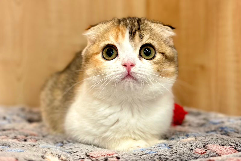 Regina Scottish Fold female, black tortie ticked tabby bicolour