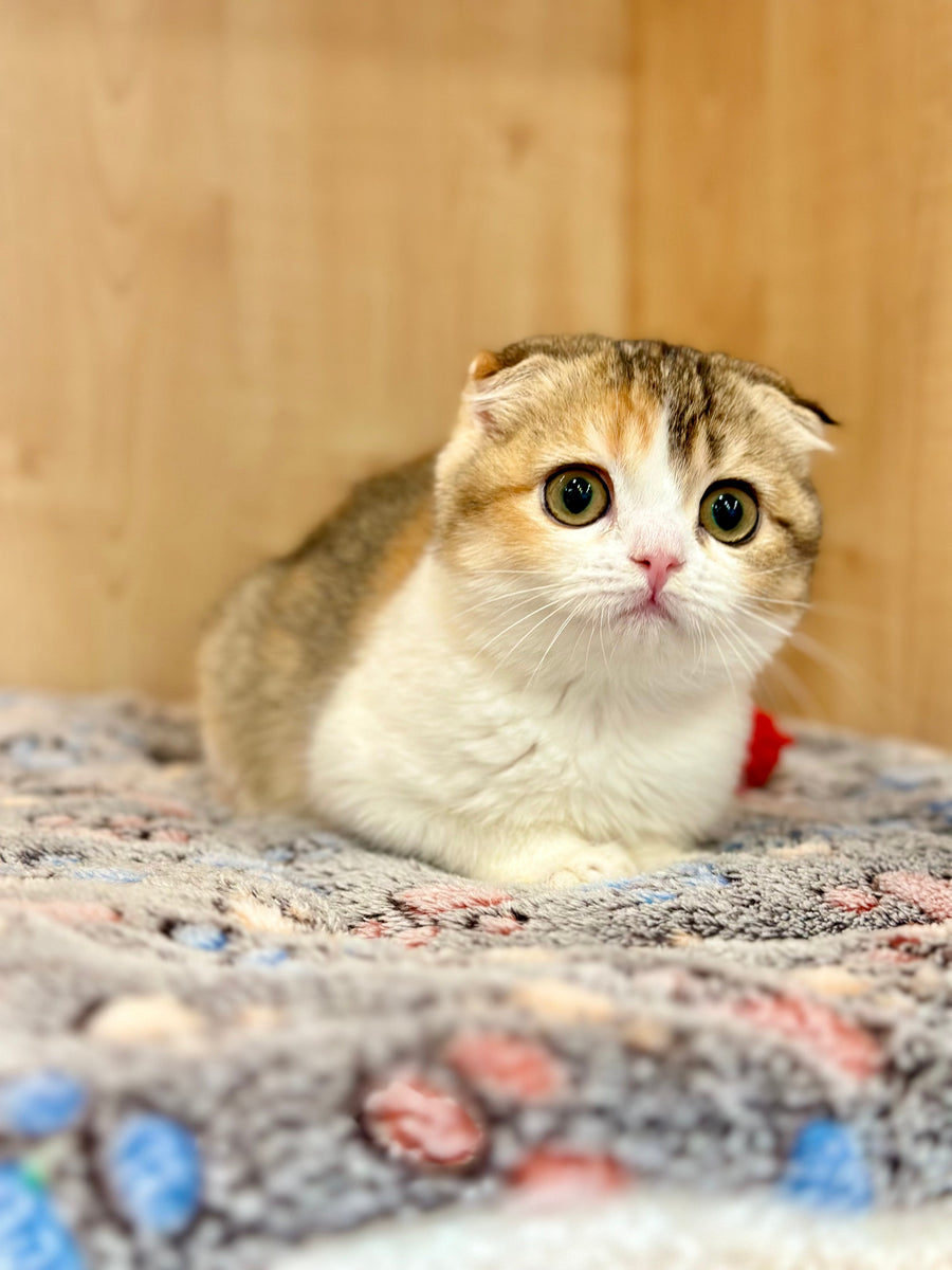 Regina Scottish Fold female black tortie ticked tabby bicolour - live animals