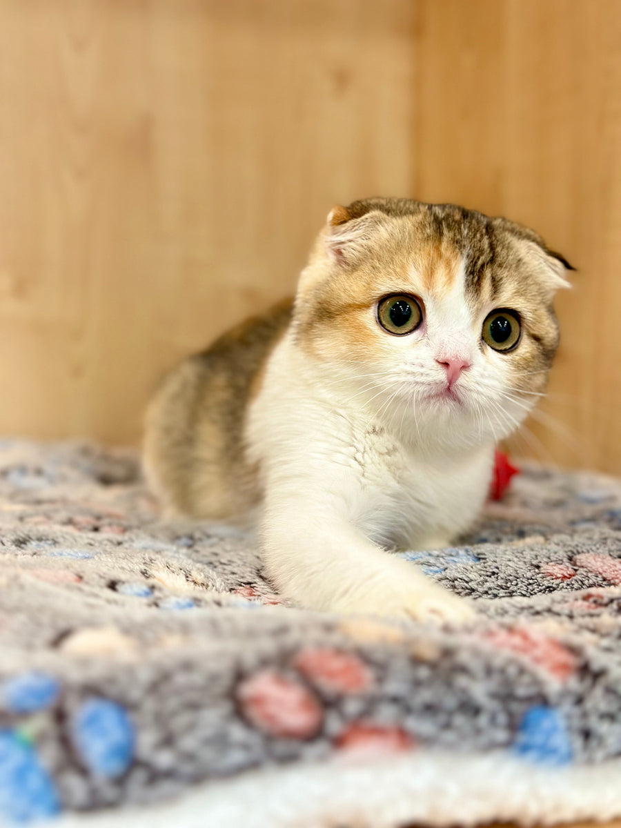 Regina Scottish Fold female black tortie ticked tabby bicolour - live animals