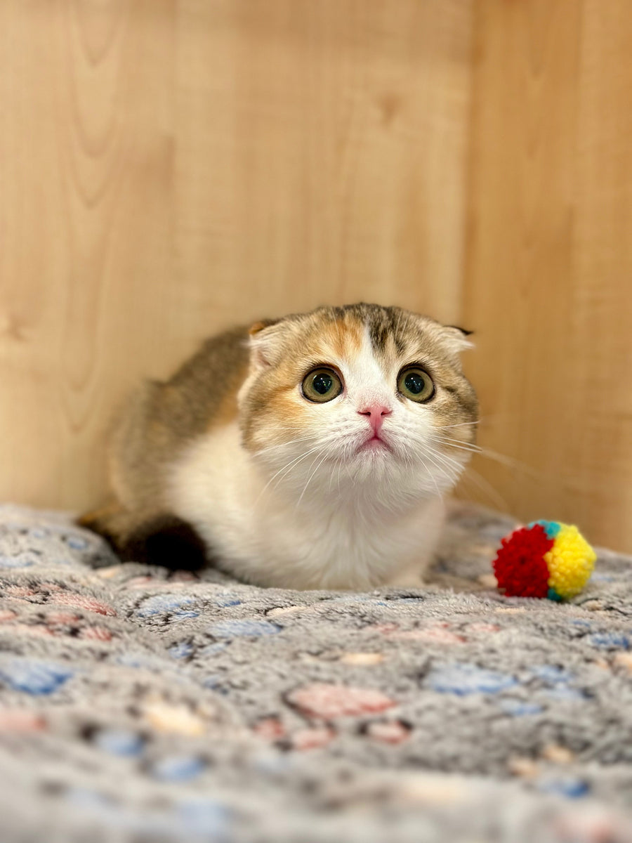 Regina Scottish Fold female black tortie ticked tabby bicolour - live animals