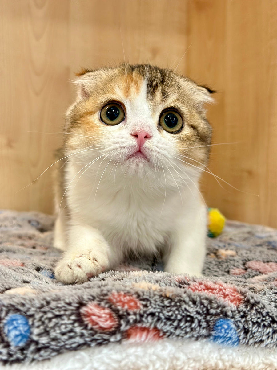 Regina Scottish Fold female black tortie ticked tabby bicolour - live animals