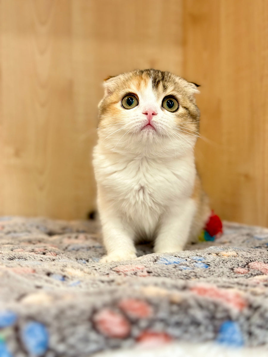 Regina Scottish Fold female black tortie ticked tabby bicolour - live animals