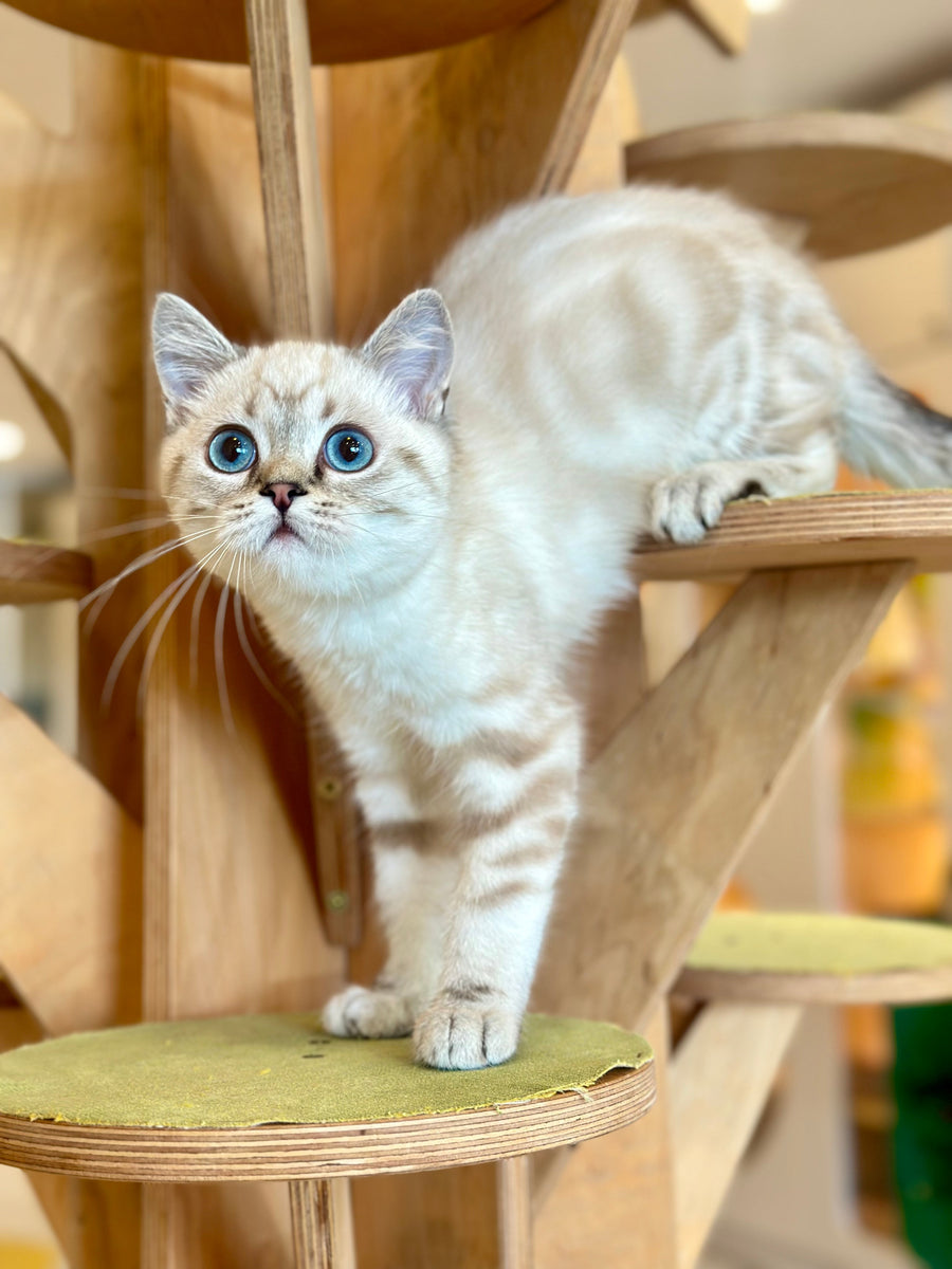 Navarro British Shorthair male black tabby pointed - live animals