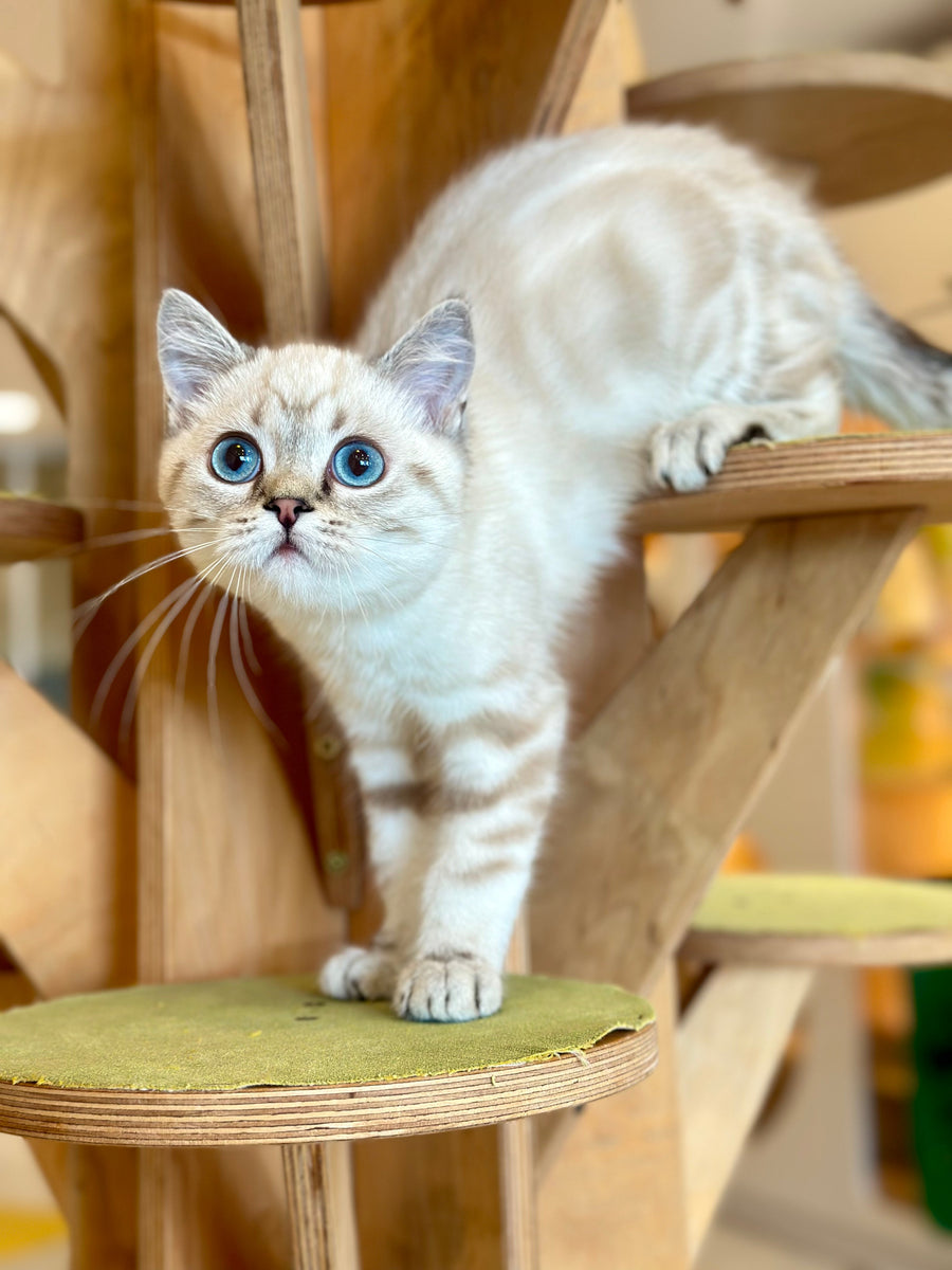 Navarro British Shorthair male black tabby pointed - live animals