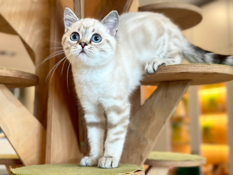 Navarro British Shorthair male black tabby pointed - live animals
