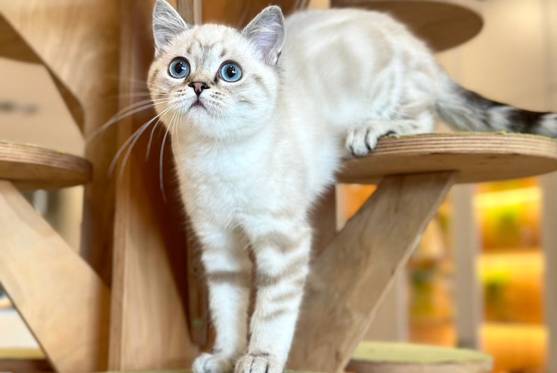 Navarro British Shorthair male black tabby pointed - live animals