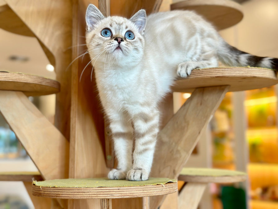 Navarro British Shorthair male black tabby pointed - live animals