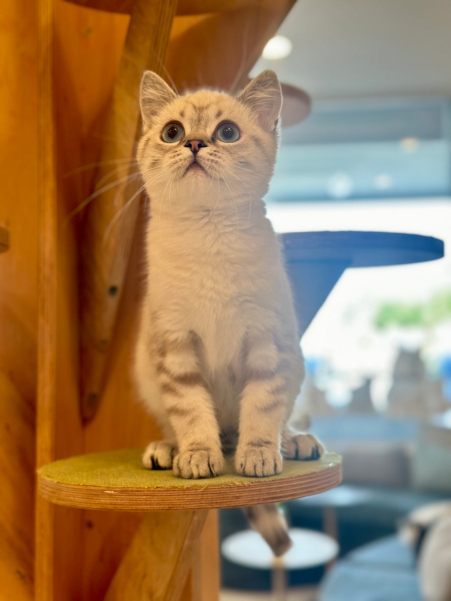 Navarro British Shorthair male black tabby pointed - live animals
