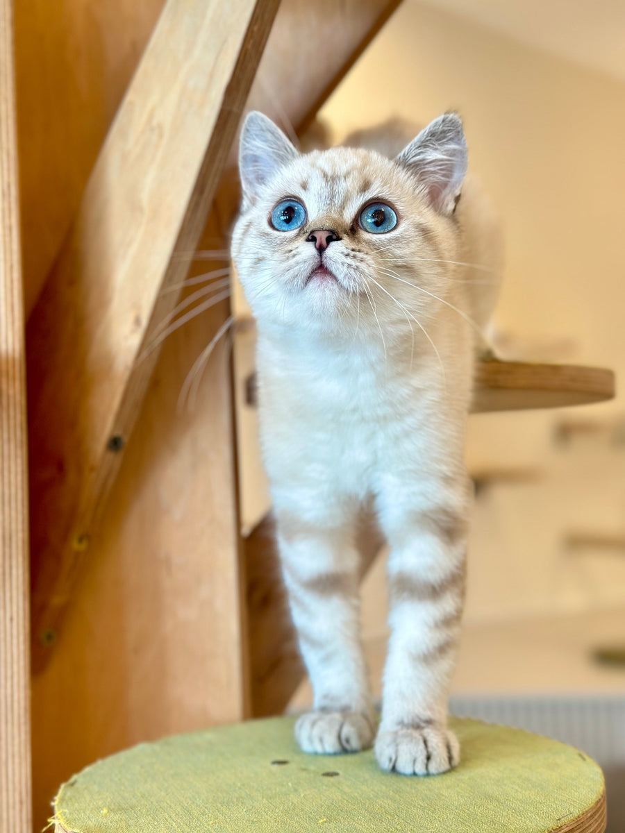 Navarro British Shorthair male black tabby pointed - live animals
