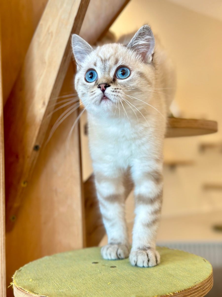 Navarro British Shorthair male black tabby pointed - live animals