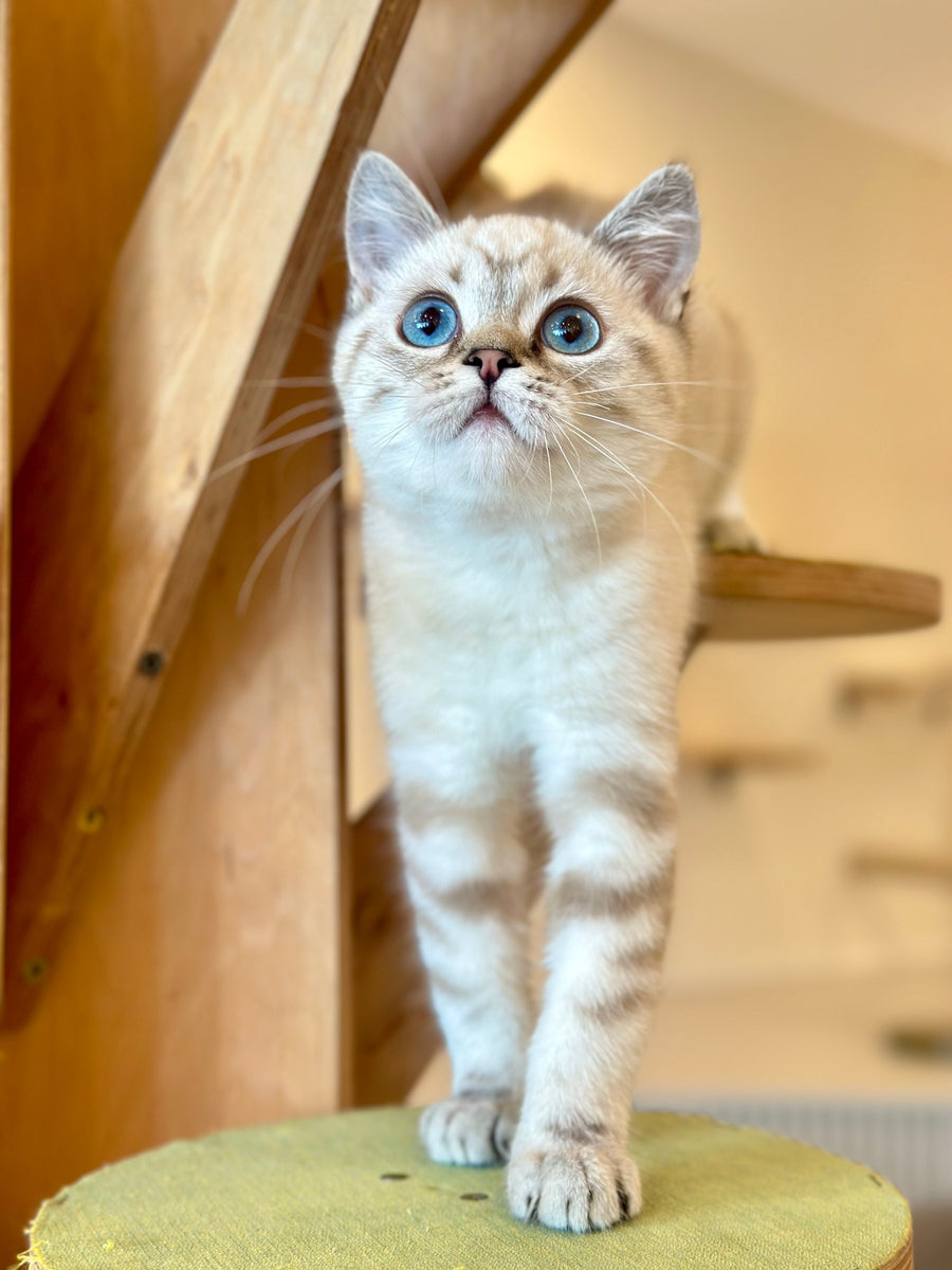 Navarro British Shorthair male black tabby pointed - live animals