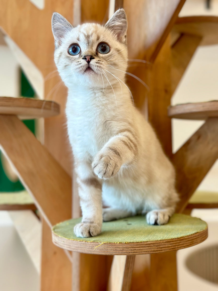 Navarro British Shorthair male black tabby pointed - live animals