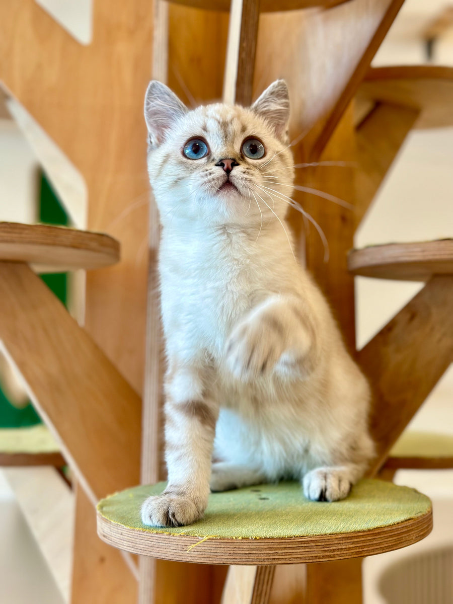 Navarro British Shorthair male black tabby pointed - live animals