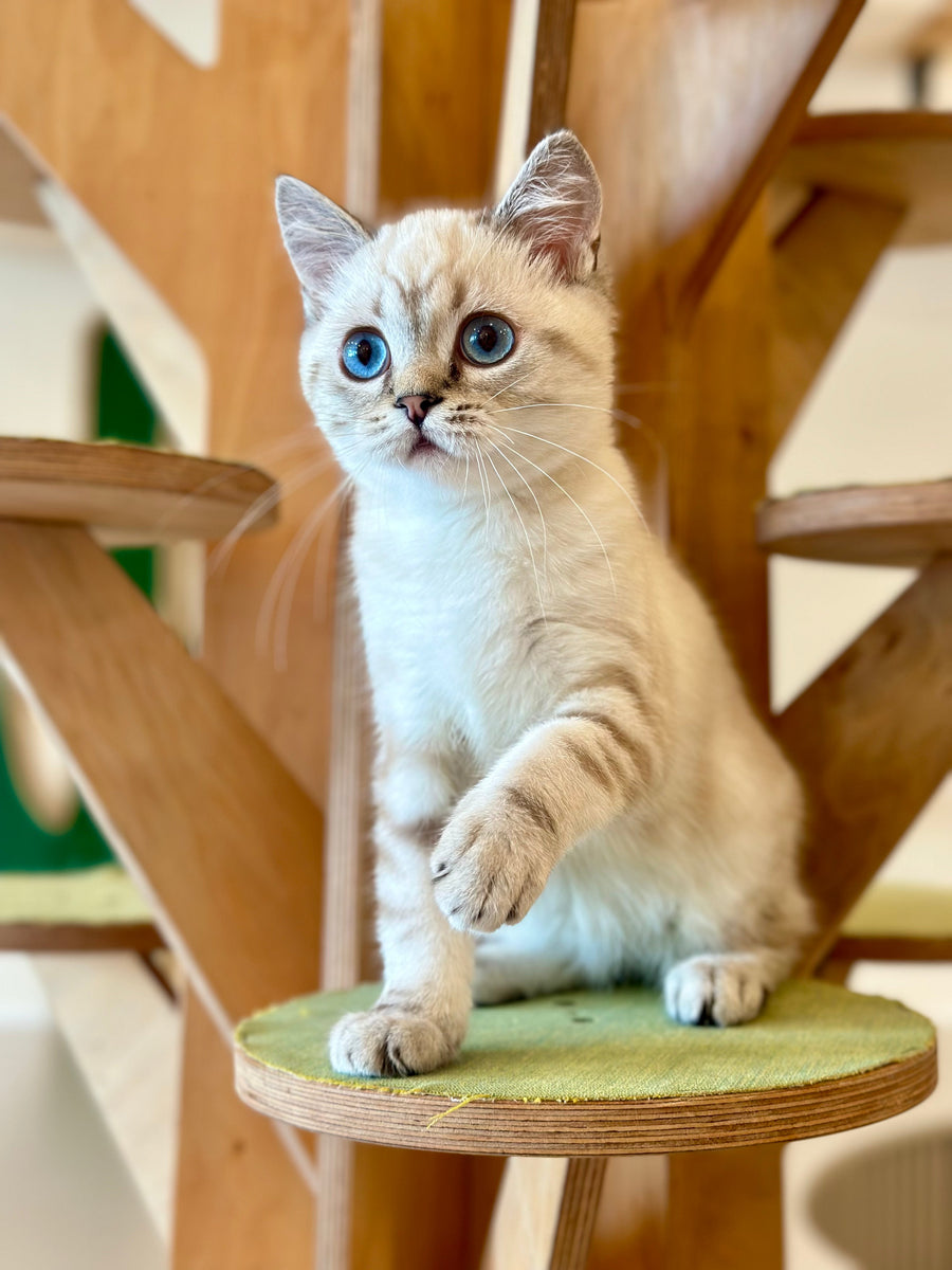 Navarro British Shorthair male black tabby pointed - live animals