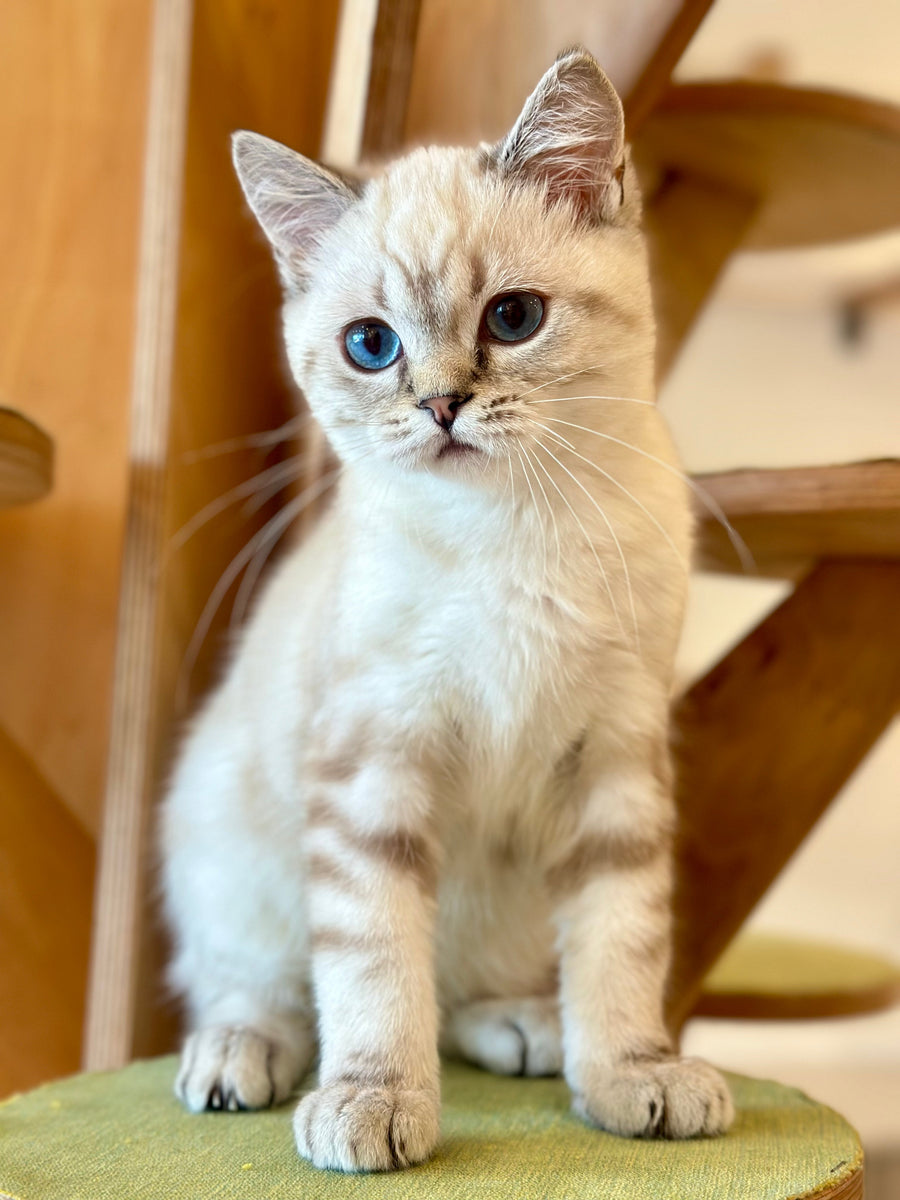 Navarro British Shorthair male black tabby pointed - live animals
