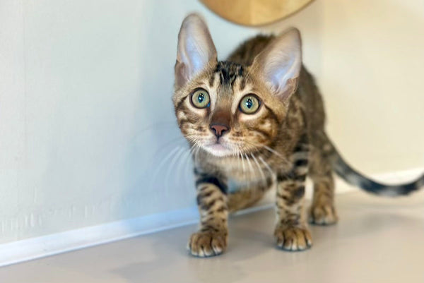 Baron Bengal male black spotted tabby - live animals