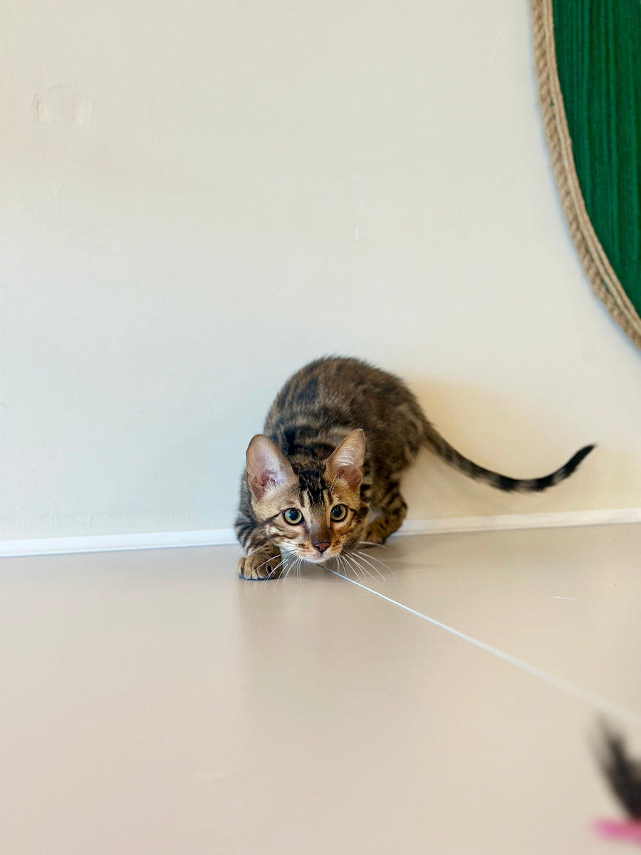 Baron Bengal male black spotted tabby - live animals