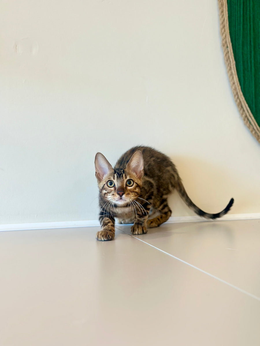 Baron Bengal male black spotted tabby - live animals