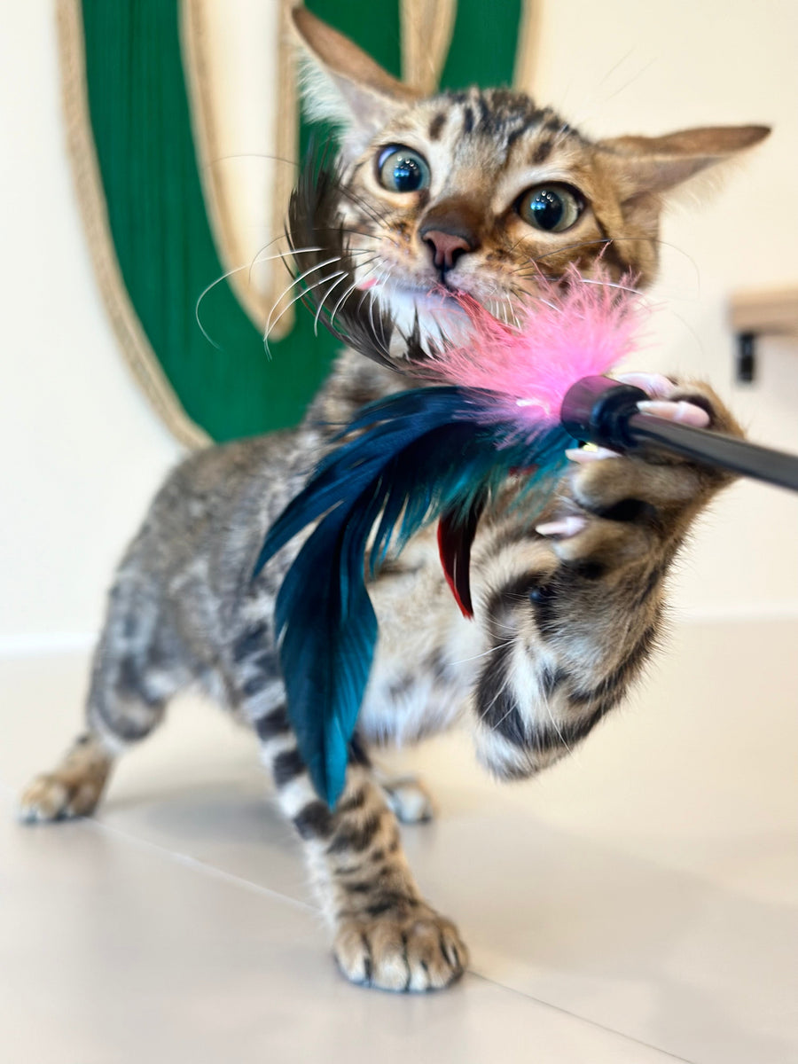 Baron Bengal male black spotted tabby - live animals