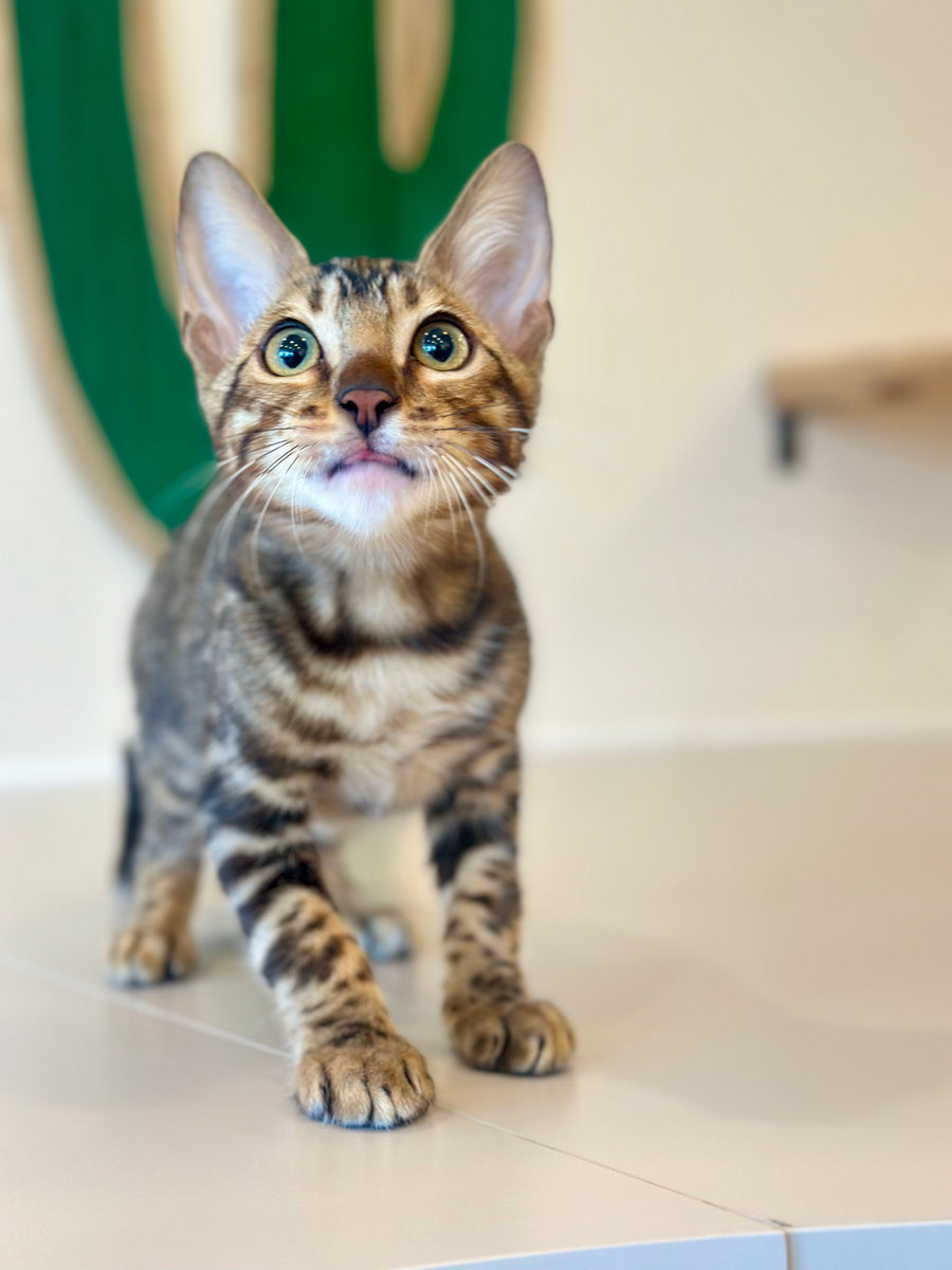 Baron Bengal male black spotted tabby - live animals