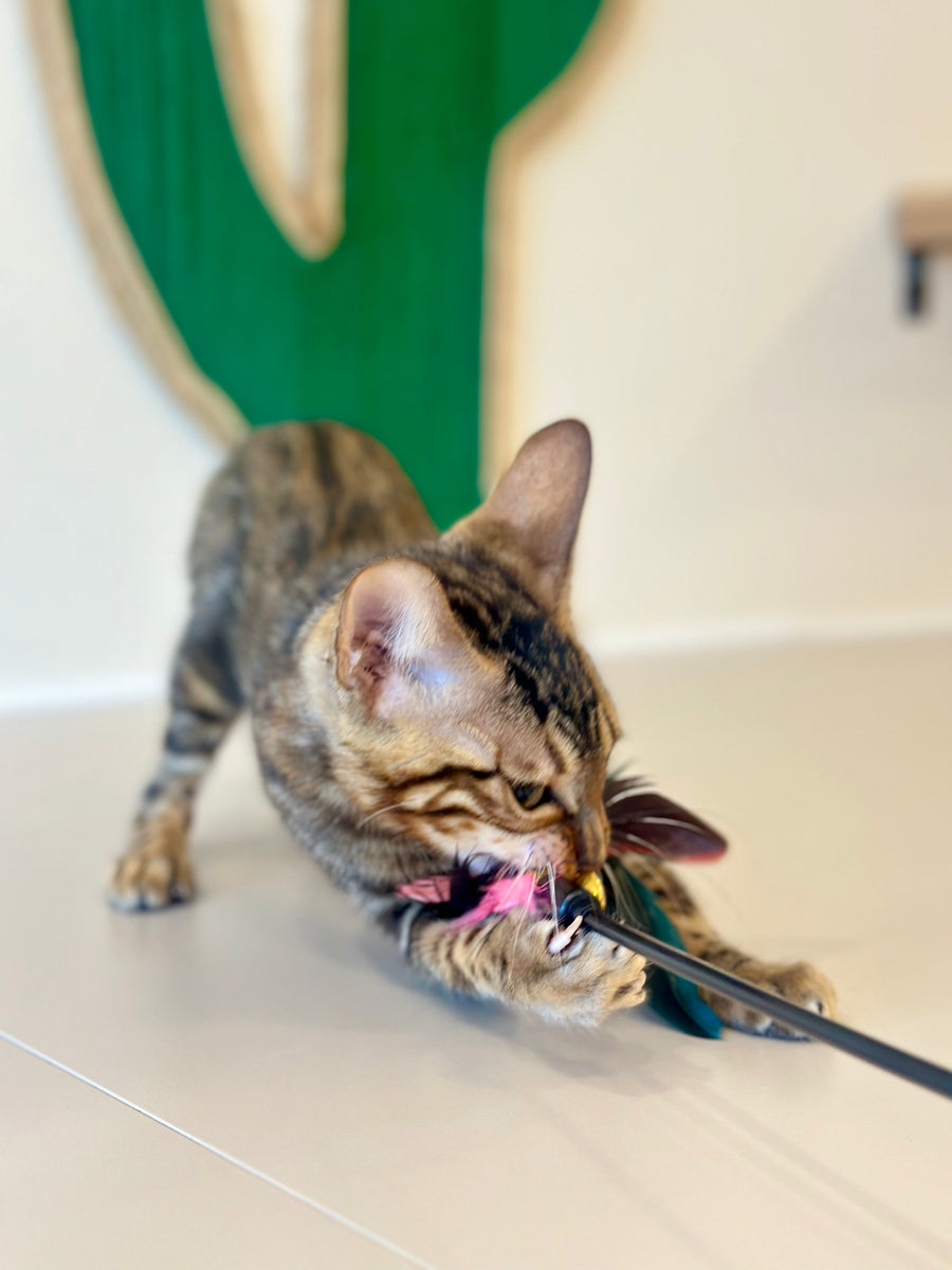 Baron Bengal male black spotted tabby - live animals