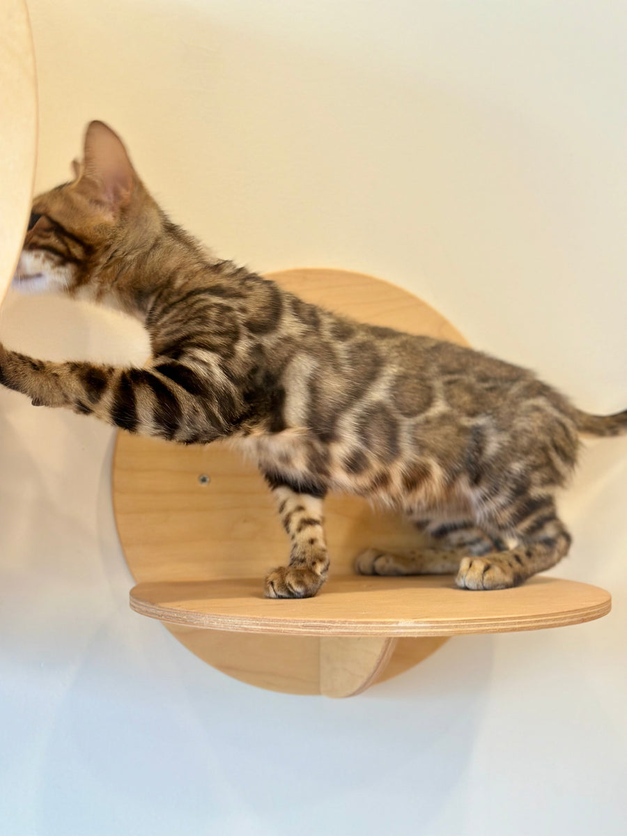 Baron Bengal male black spotted tabby - live animals